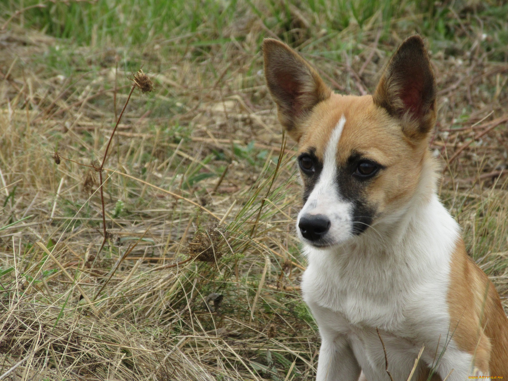 животные, собаки, собака