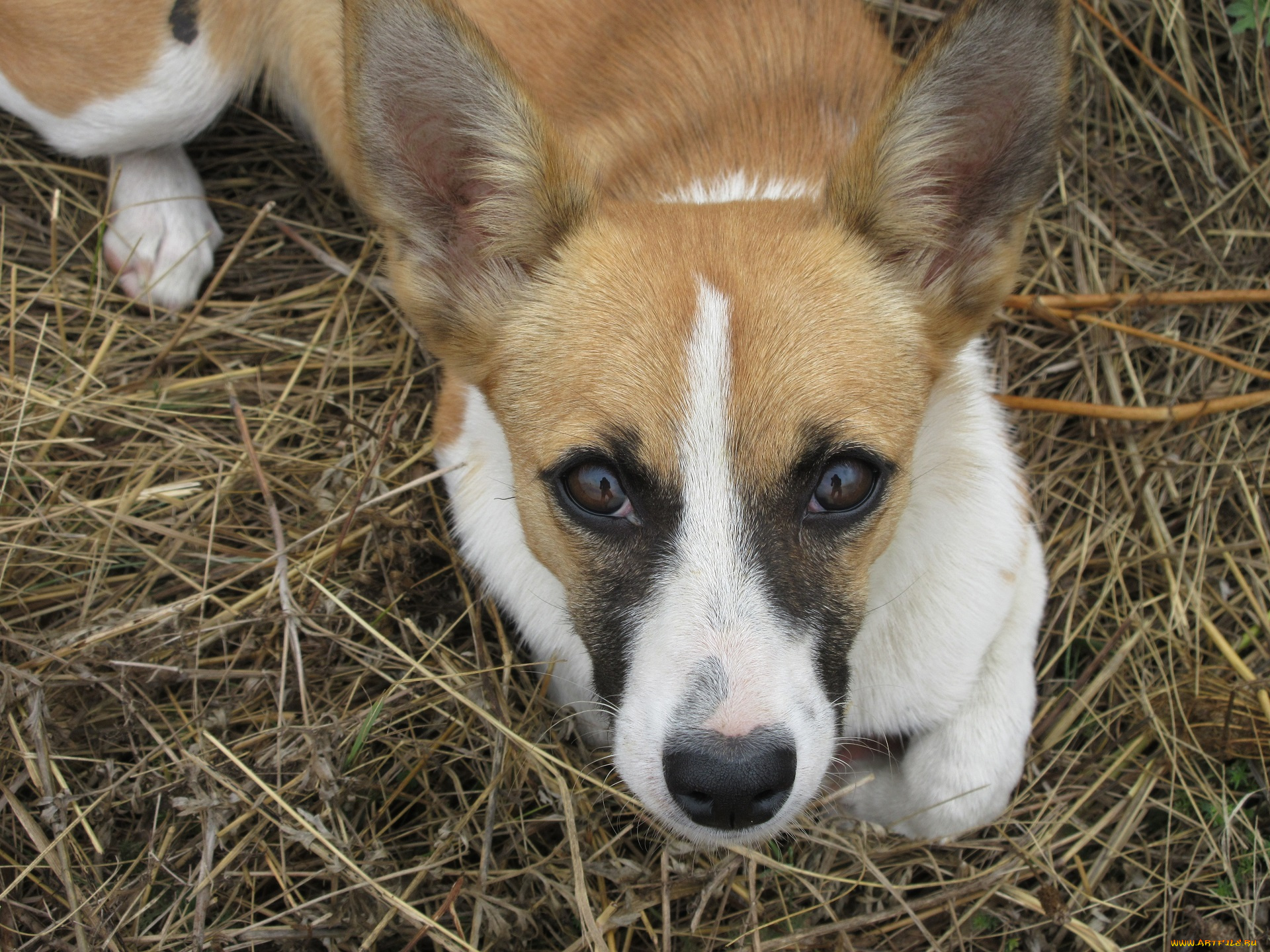 животные, собаки, собака