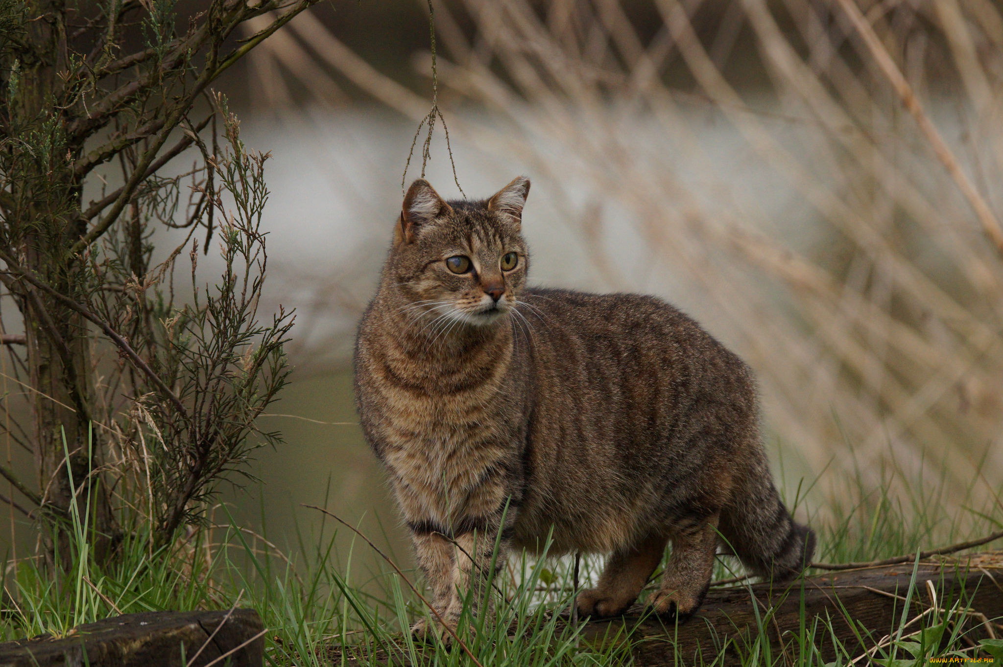 животные, коты, киса
