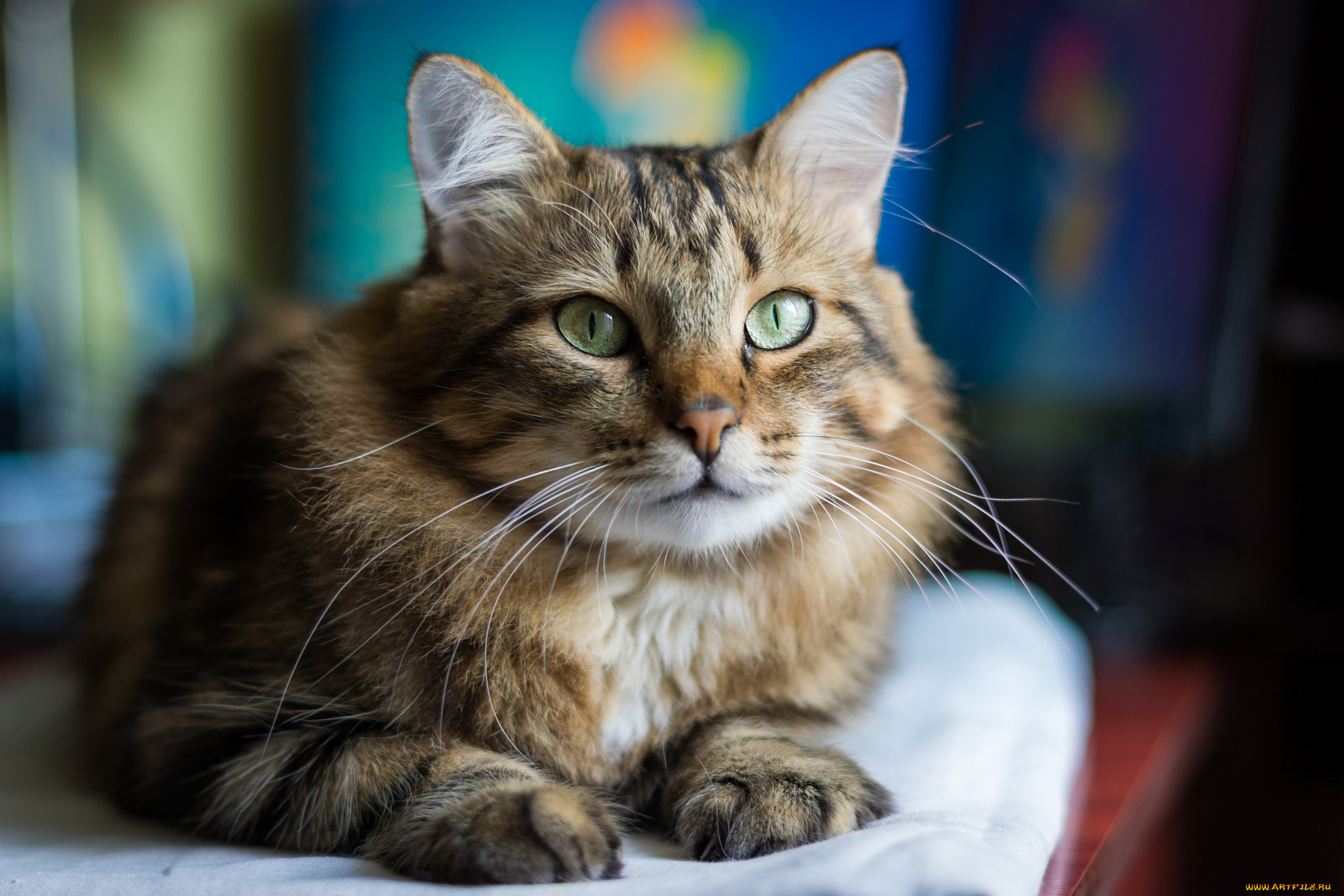 животные, коты, киса