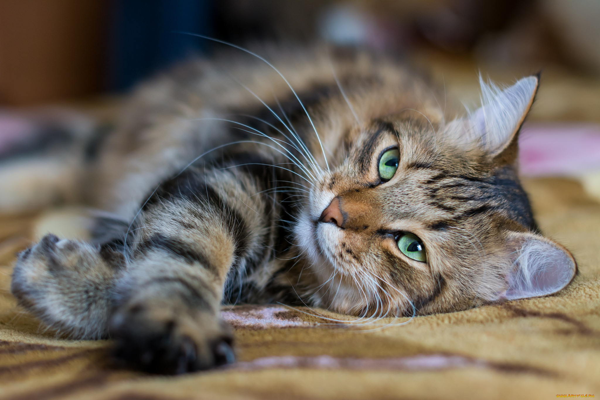 животные, коты, киса