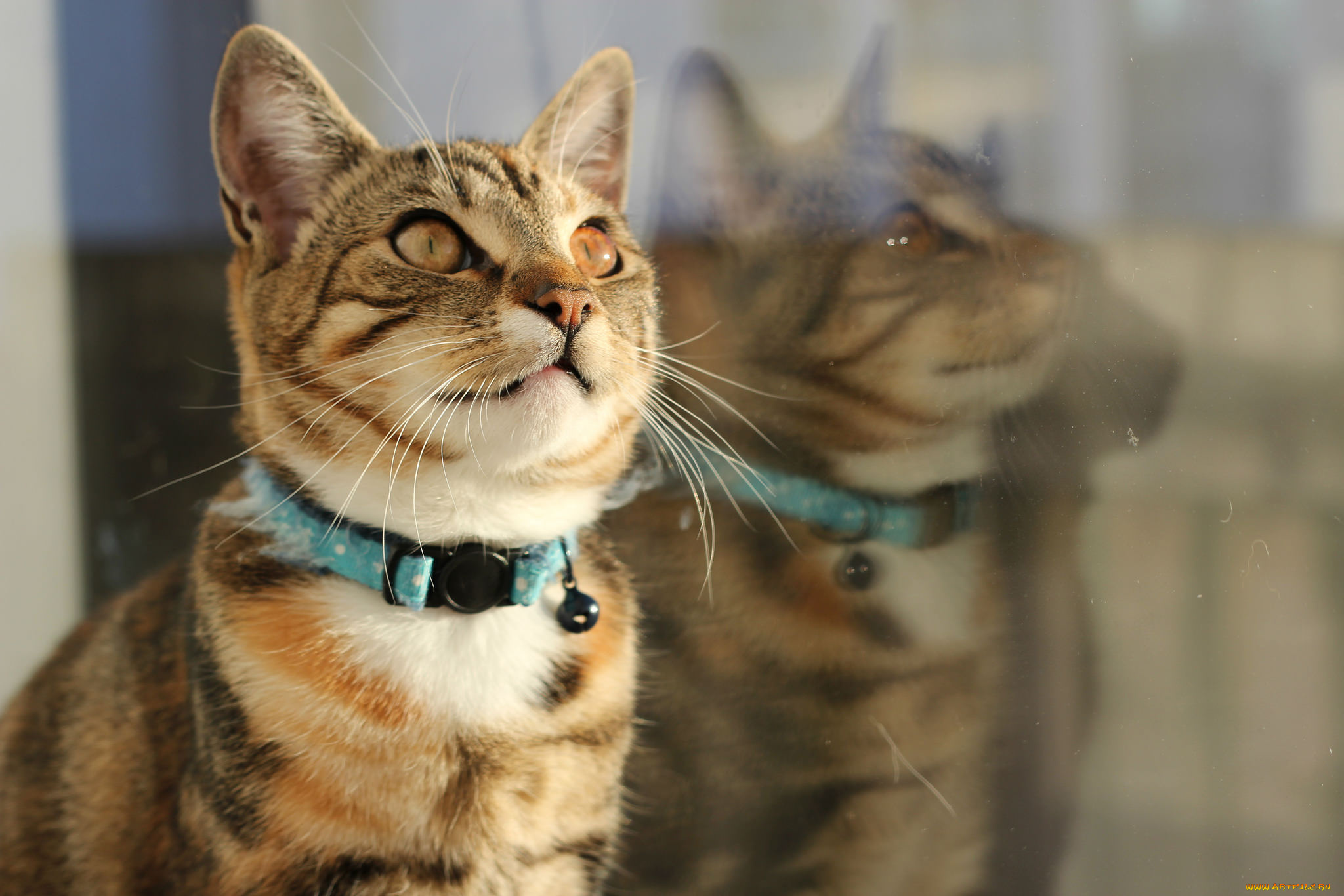 животные, коты, киса