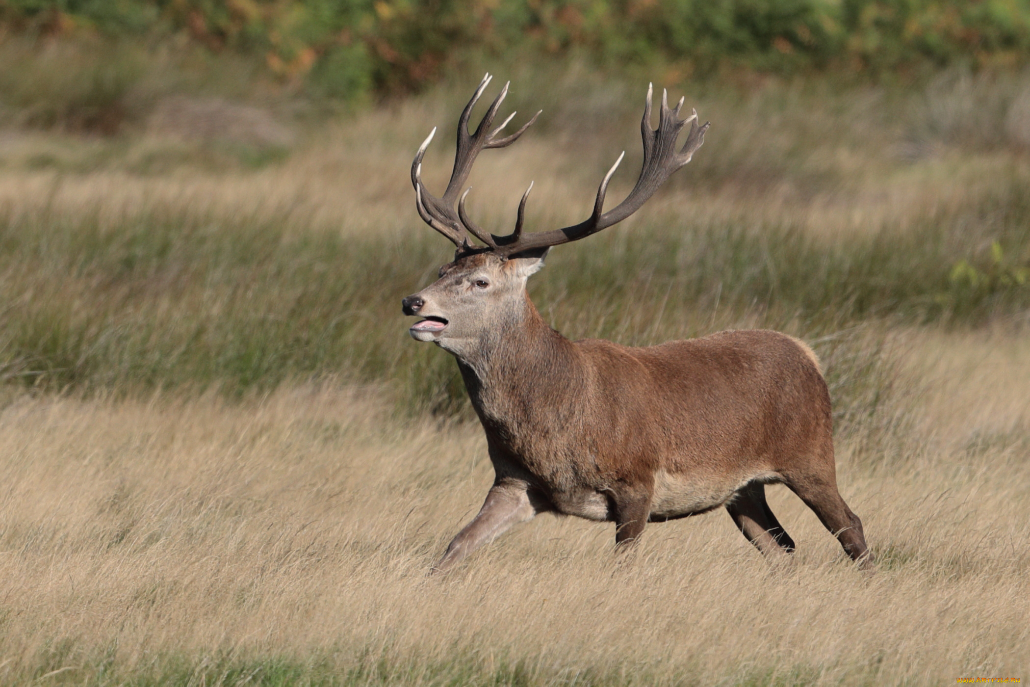 животные, олени, трава, луг, природа, животное, олень