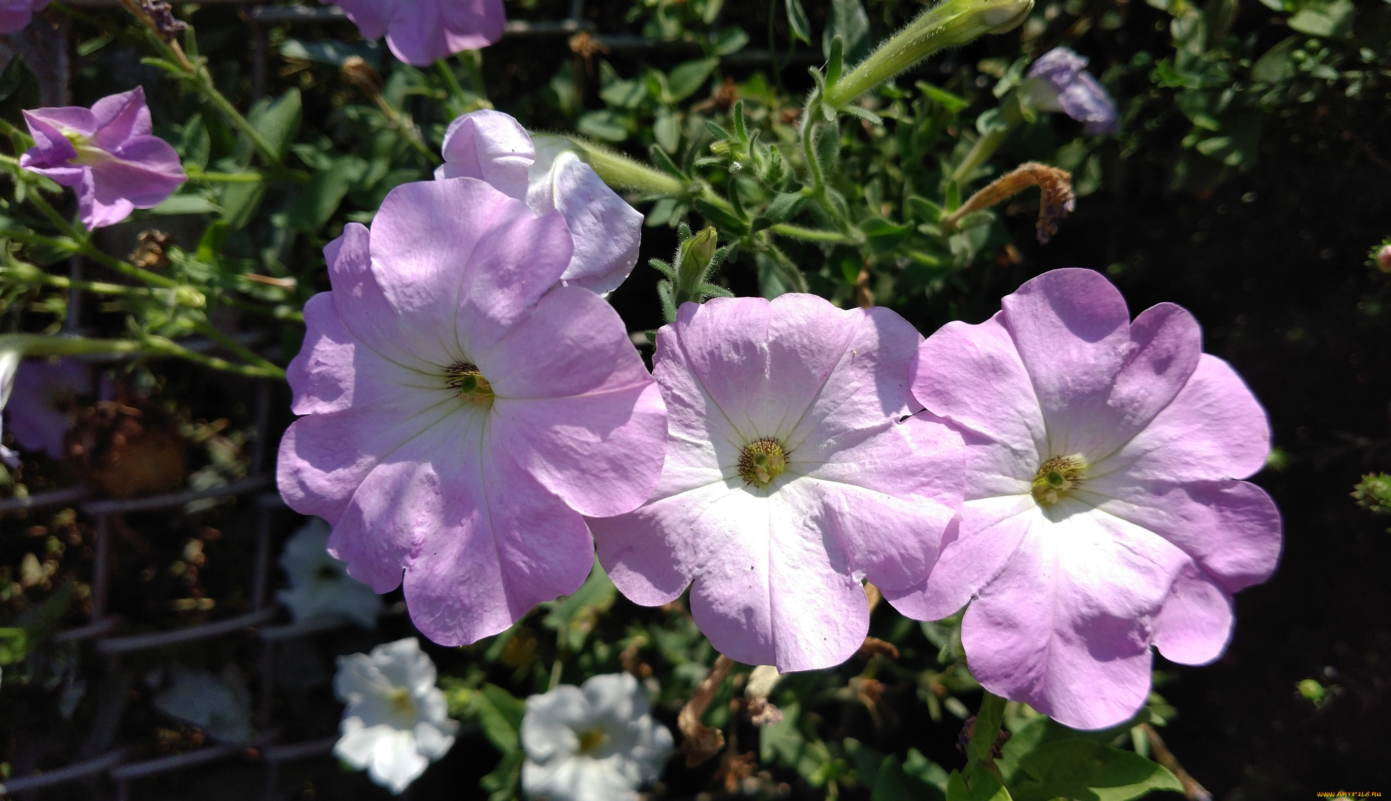 цветы, петунии, , калибрахоа, трио