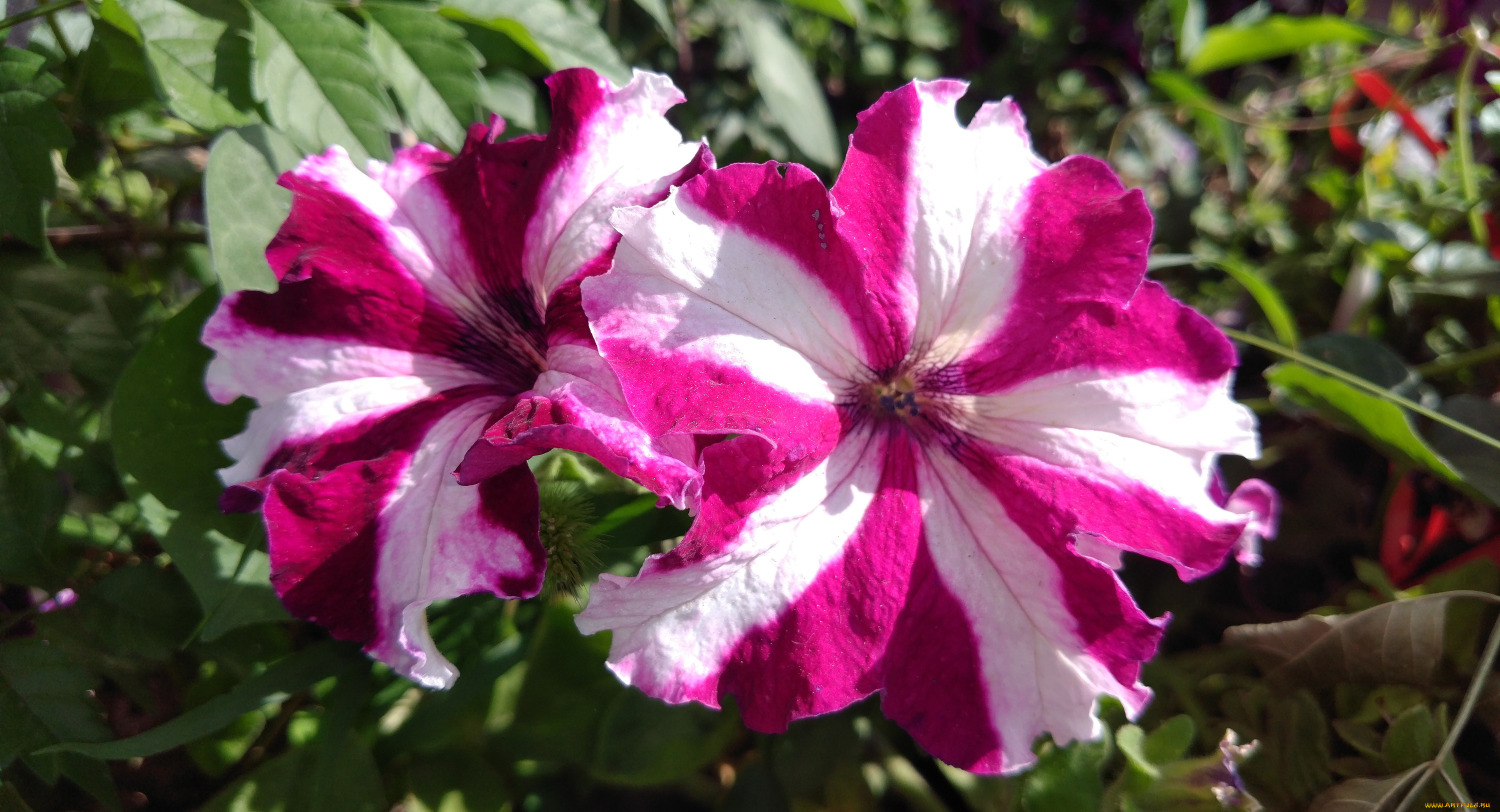 цветы, петунии, , калибрахоа, полосатые