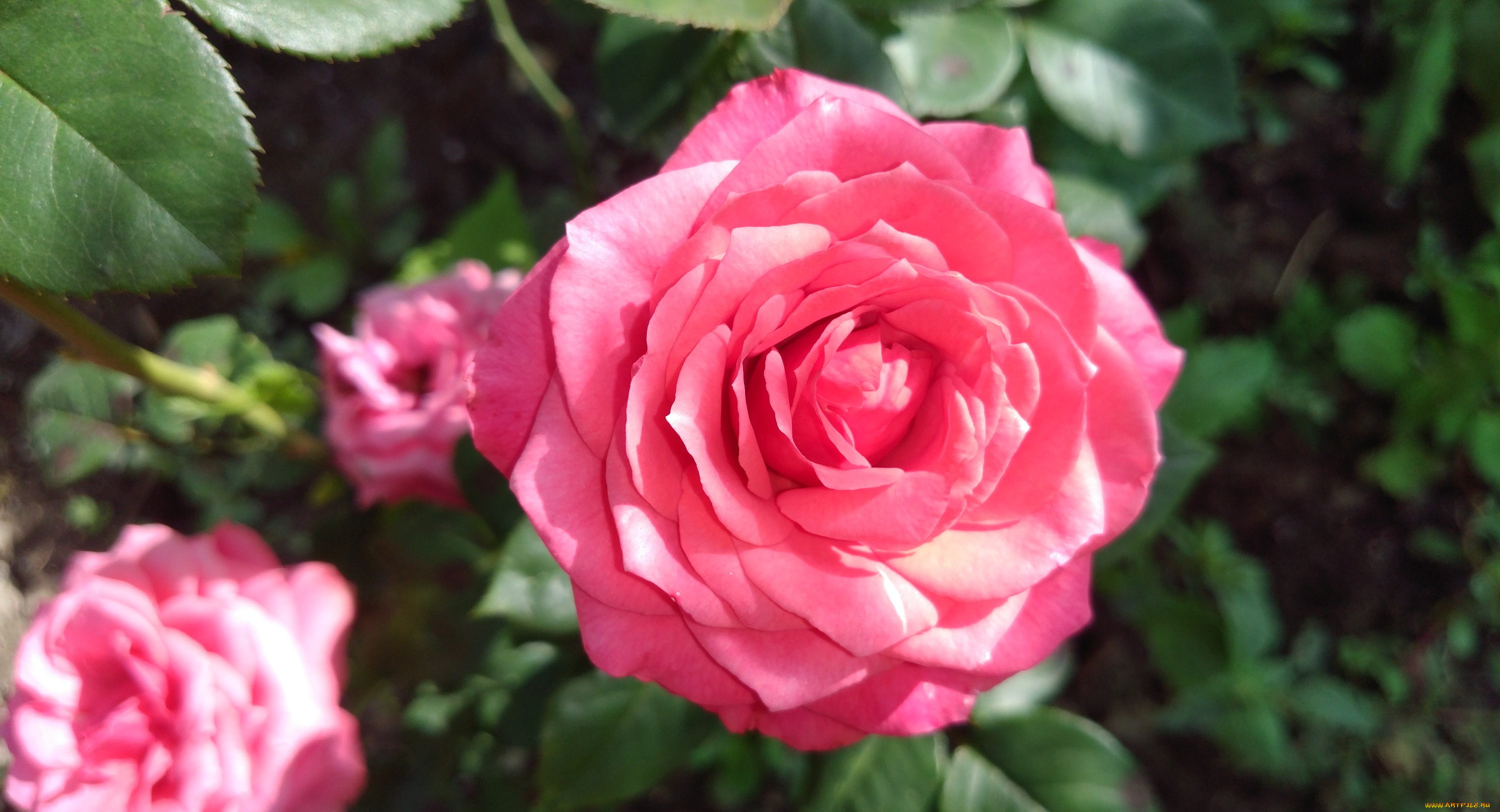 цветы, розы, розовый