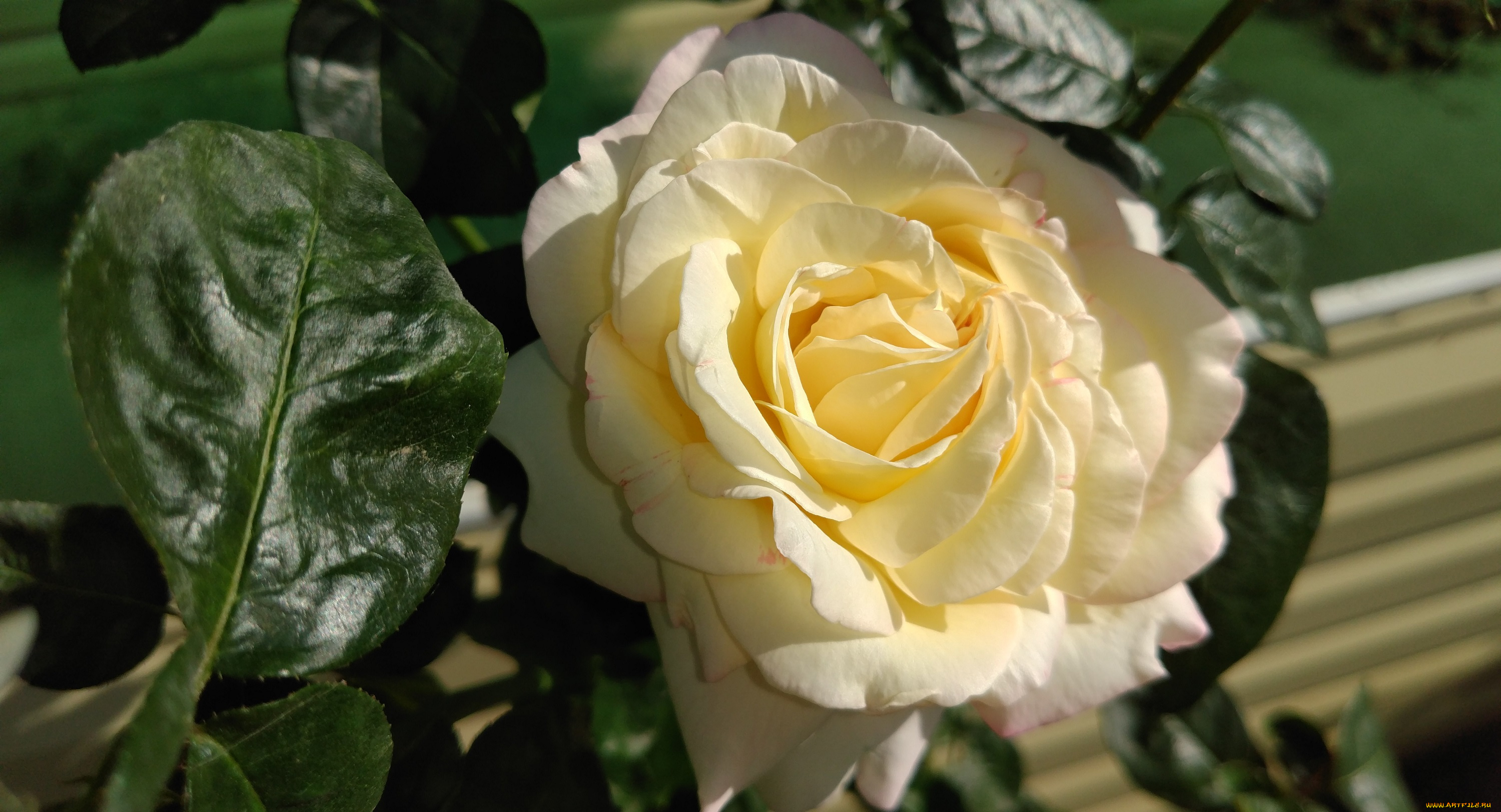 цветы, розы, жёлтая