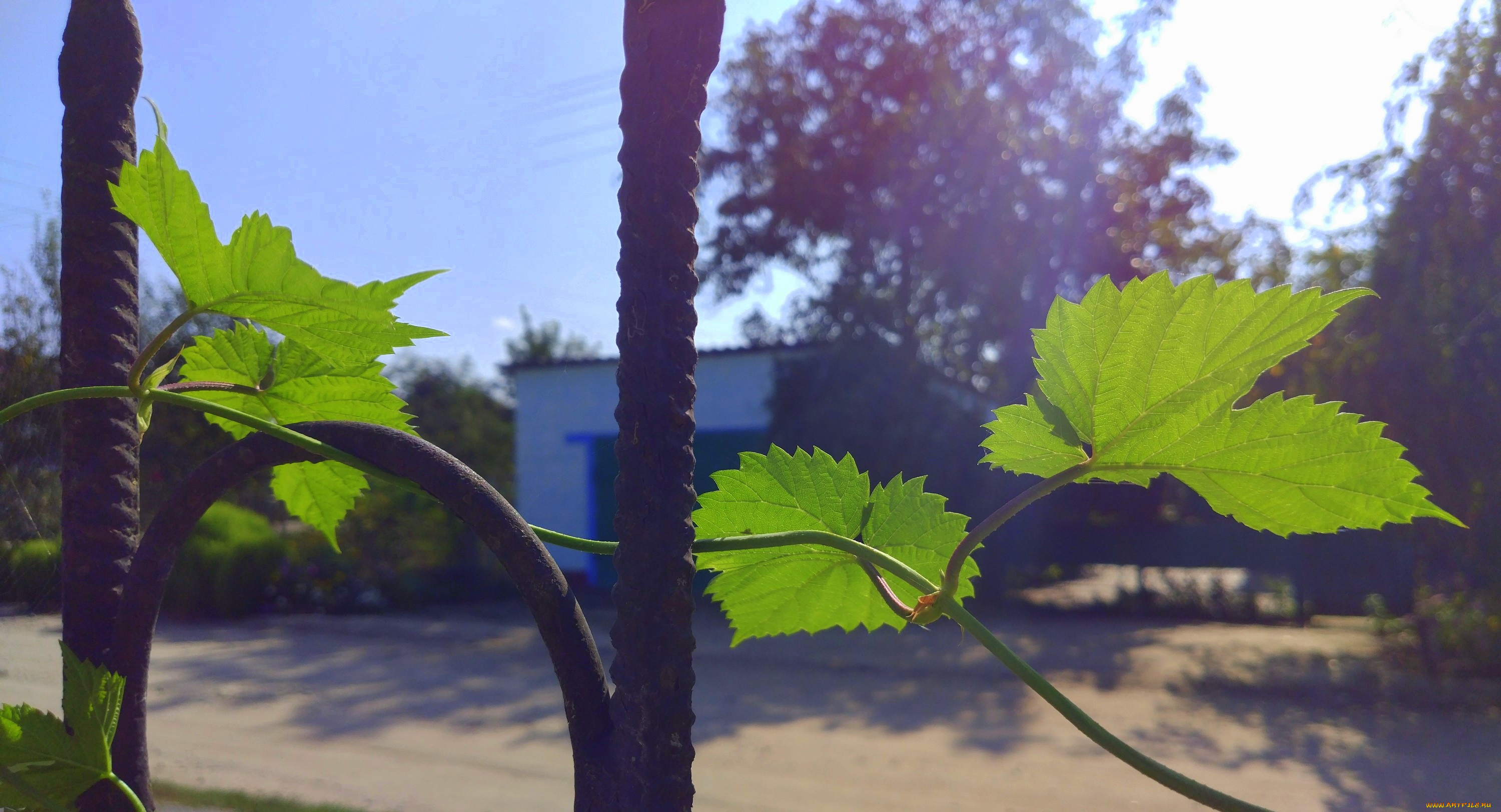 природа, листья, хмель