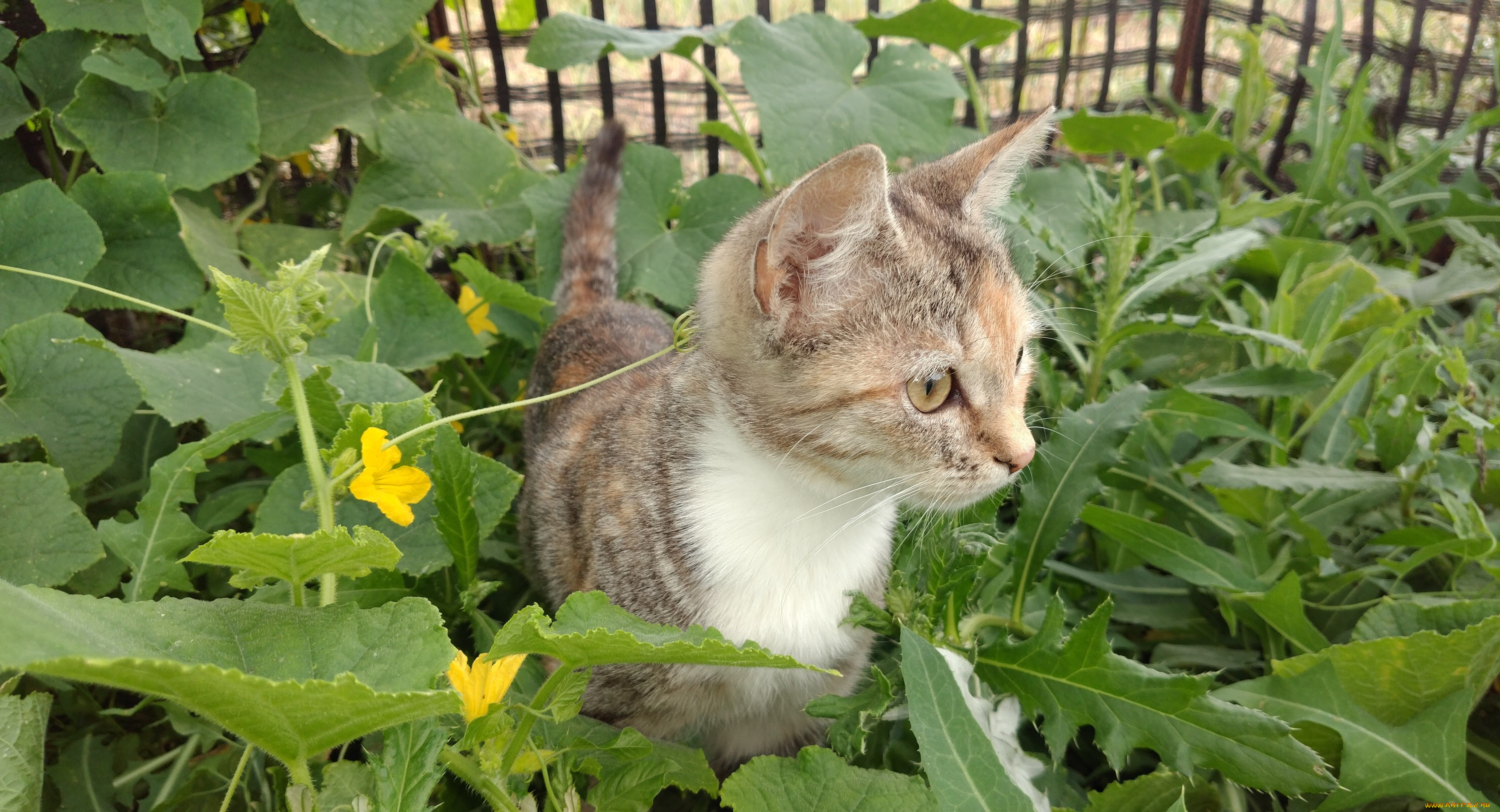 животные, коты, кошка