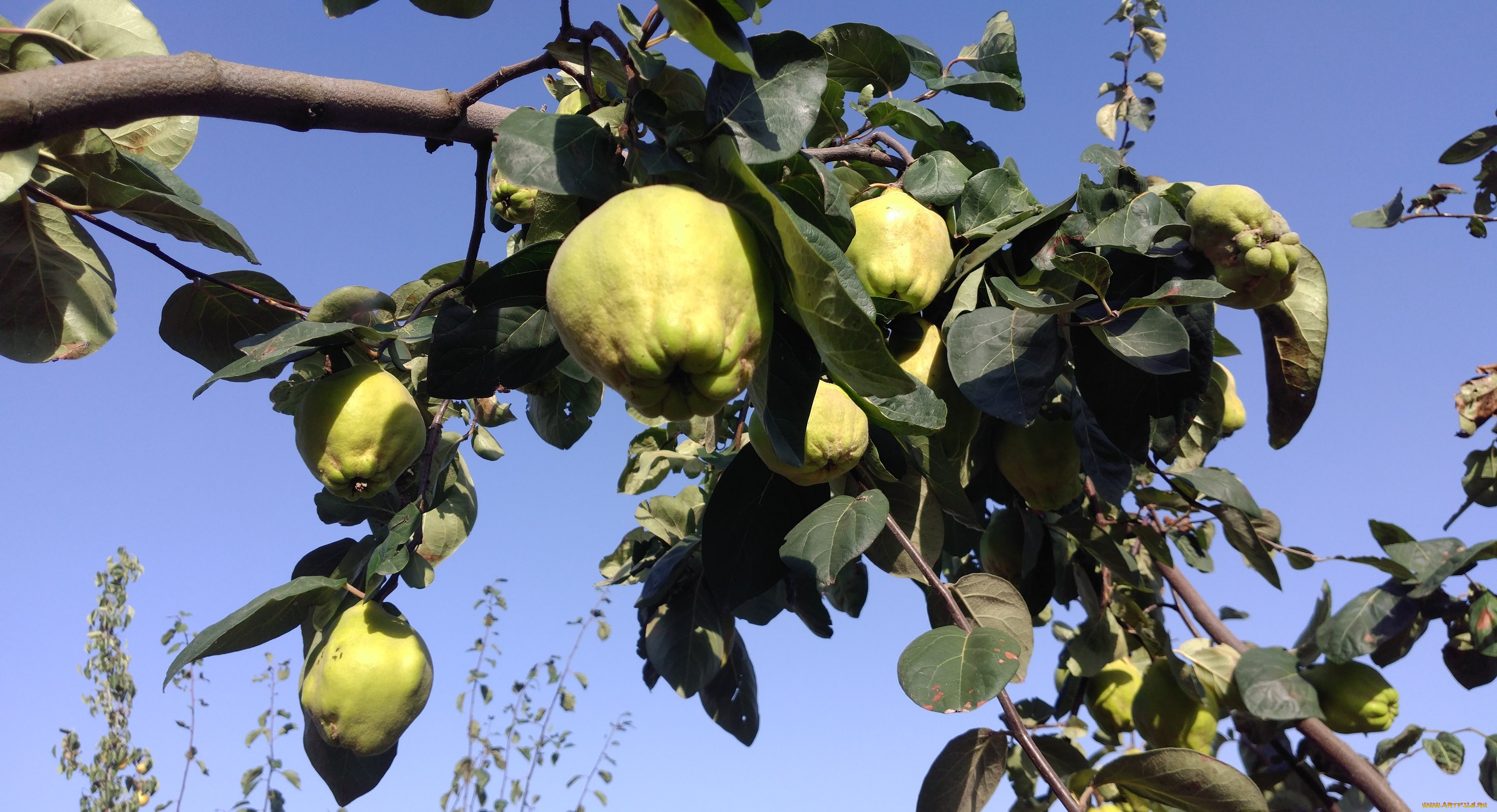 природа, плоды, айва