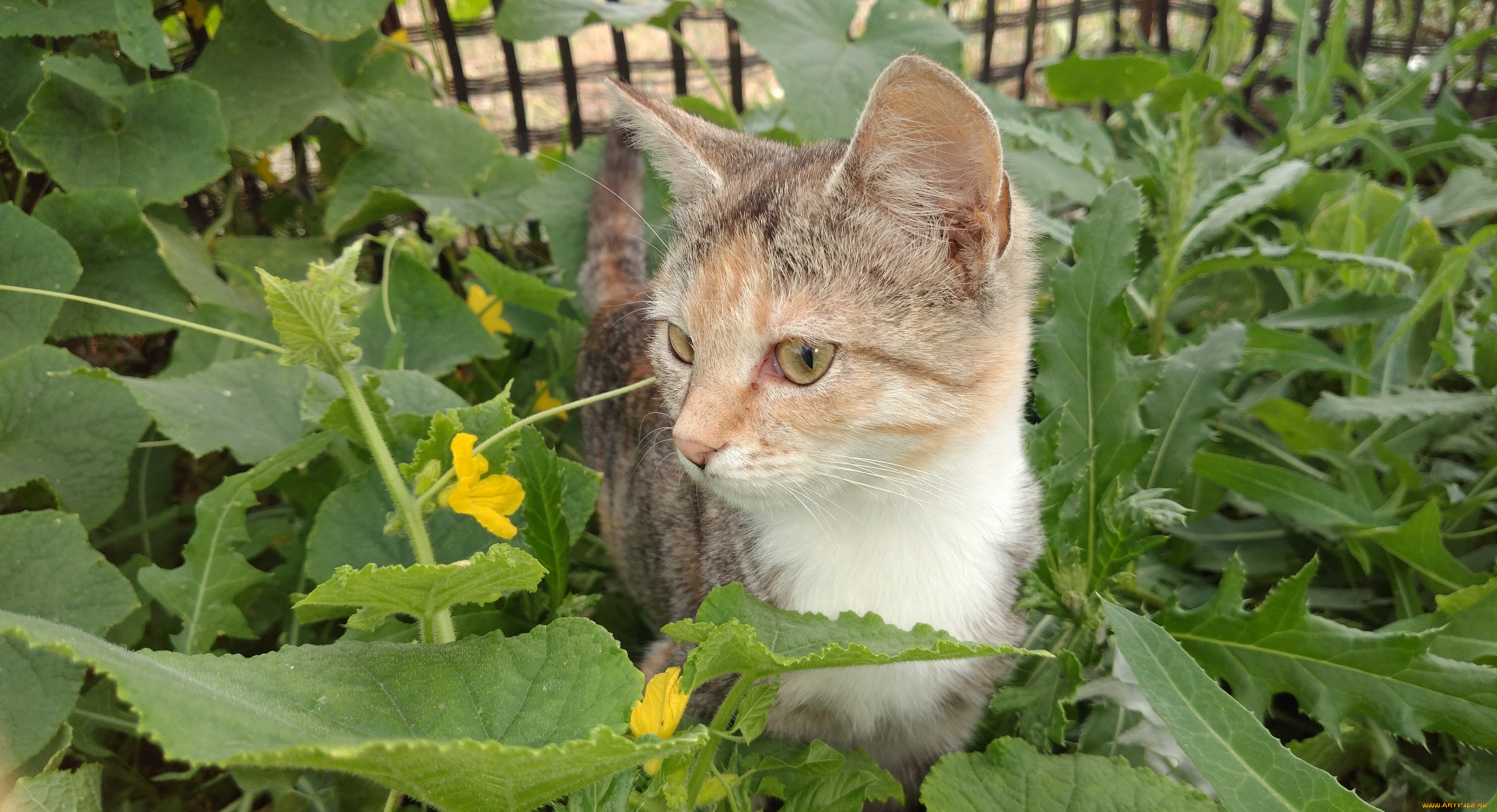 животные, коты, кошка