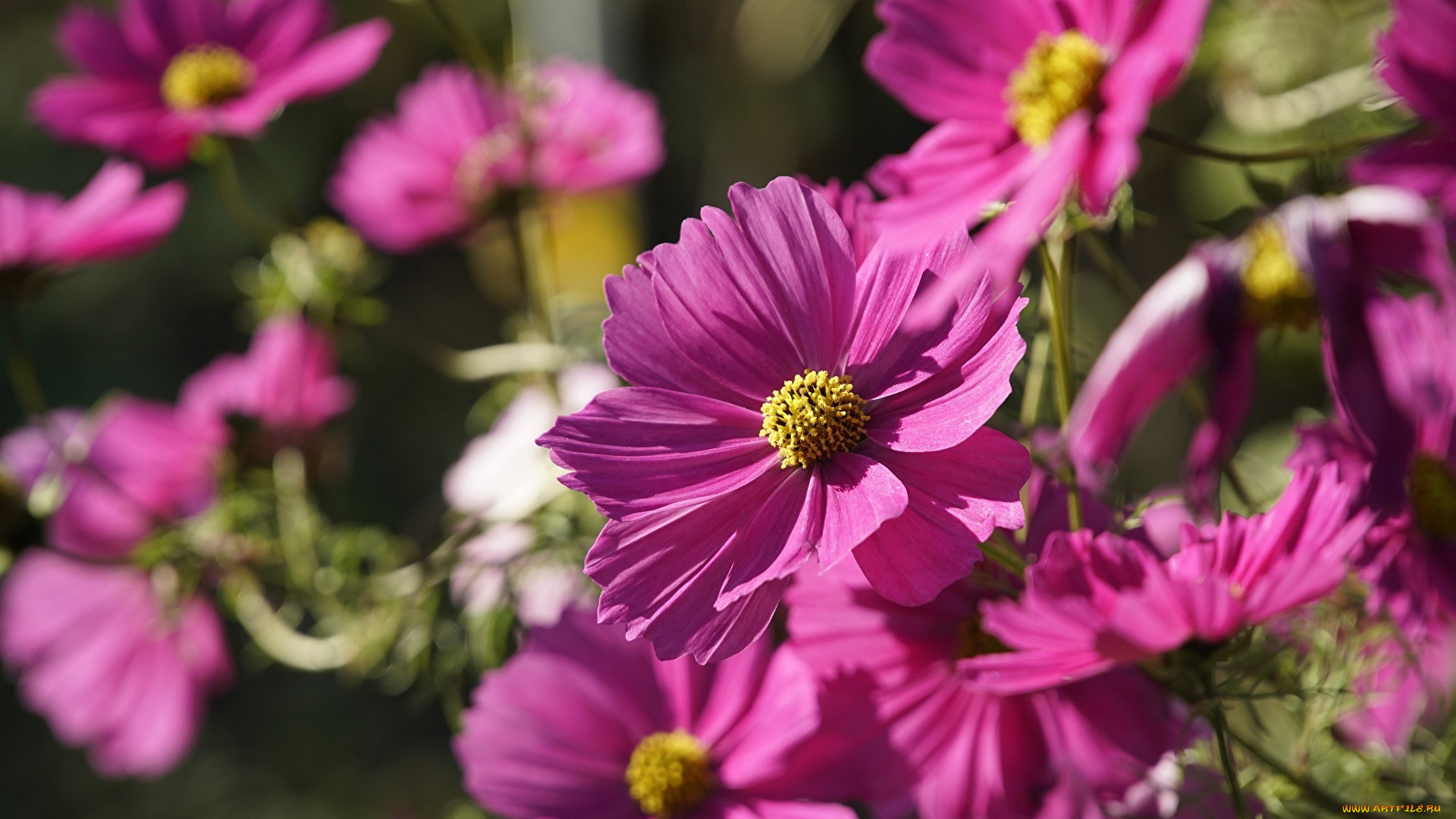 цветы, космея, розовая