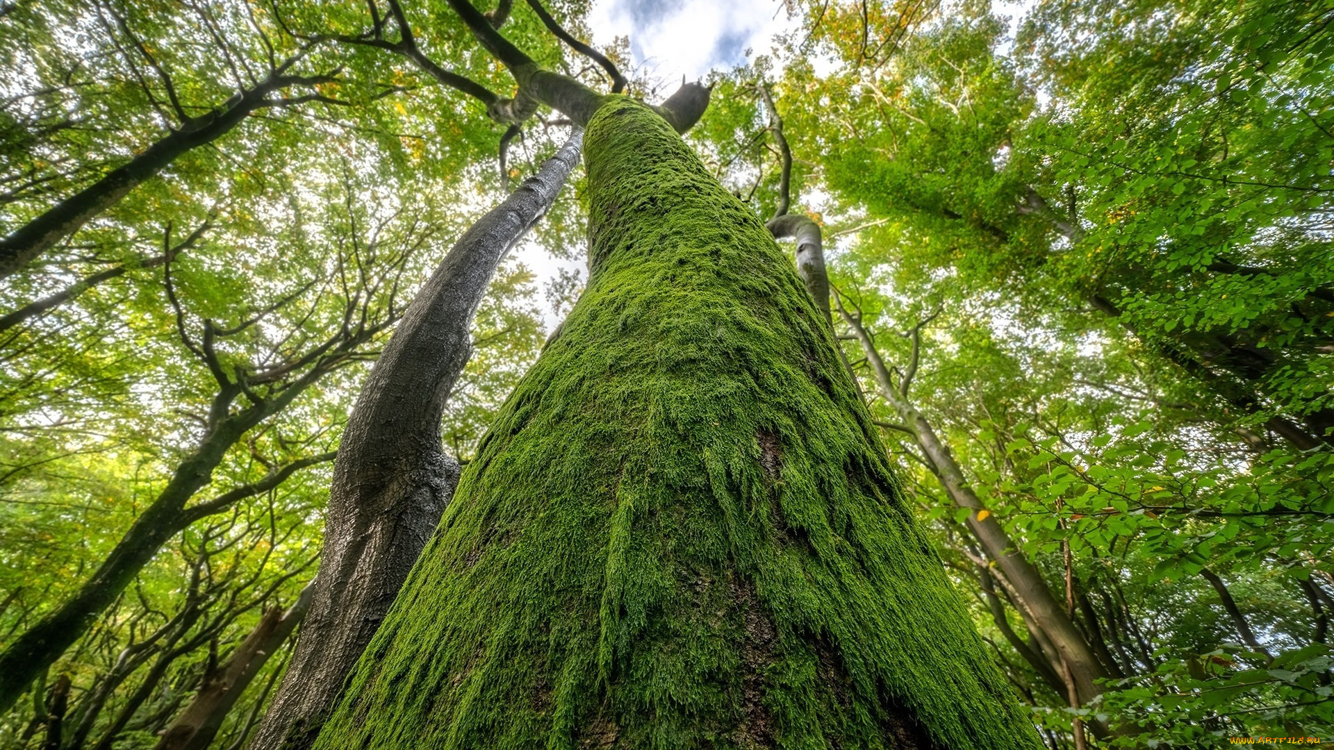 природа, деревья, старое, дерево, ствол, мох