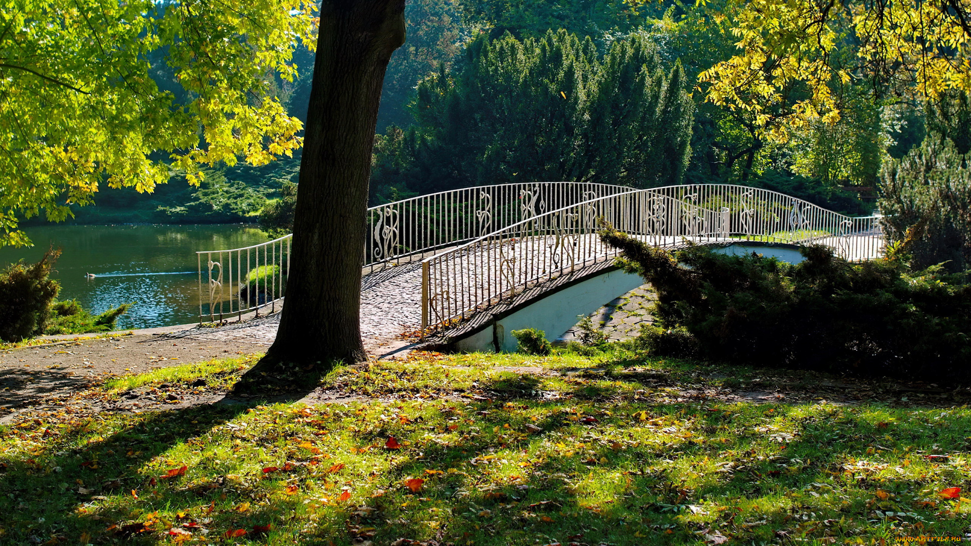 природа, парк, водоем, мостик