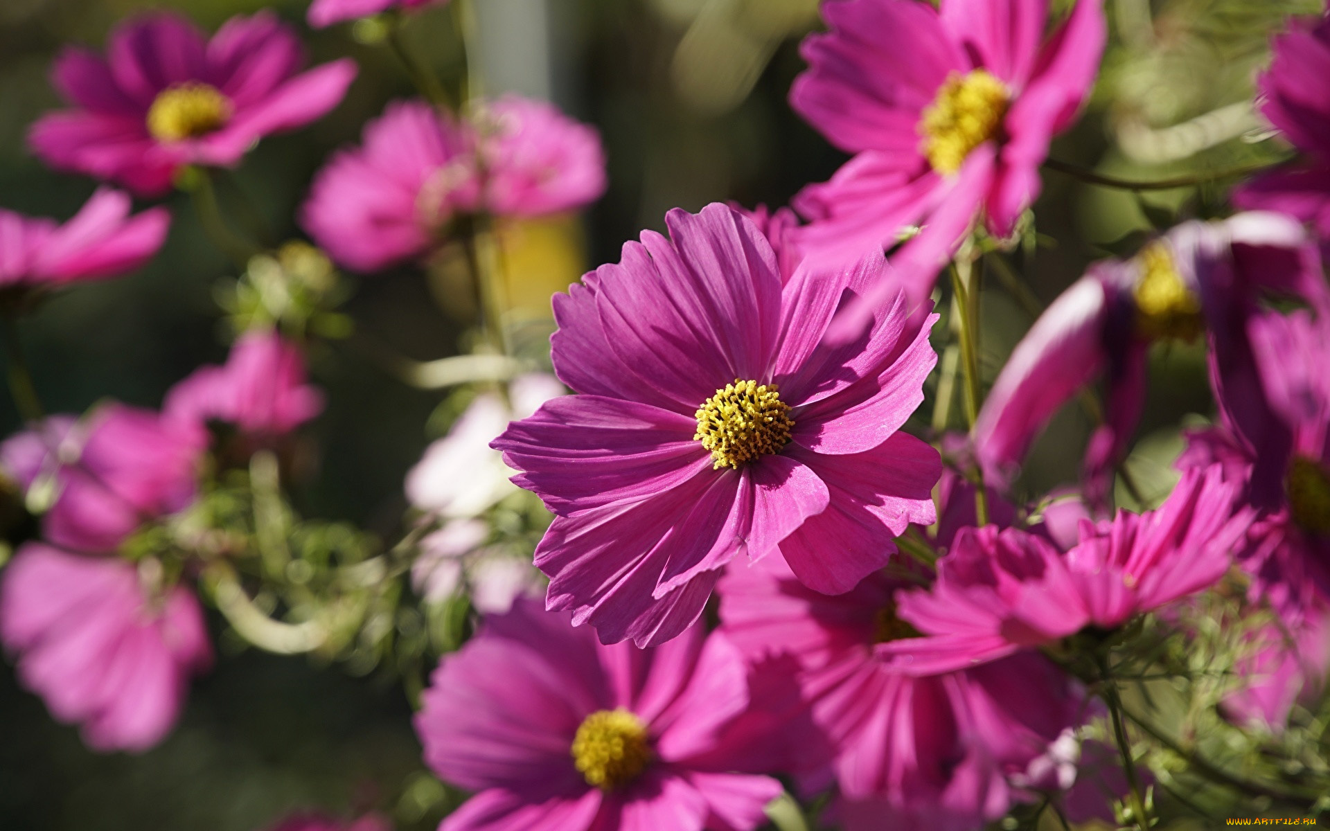 цветы, космея, розовая