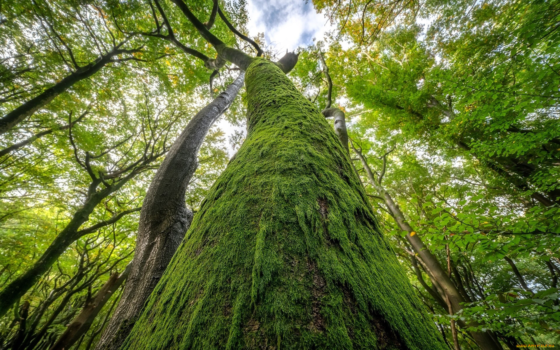 природа, деревья, старое, дерево, ствол, мох