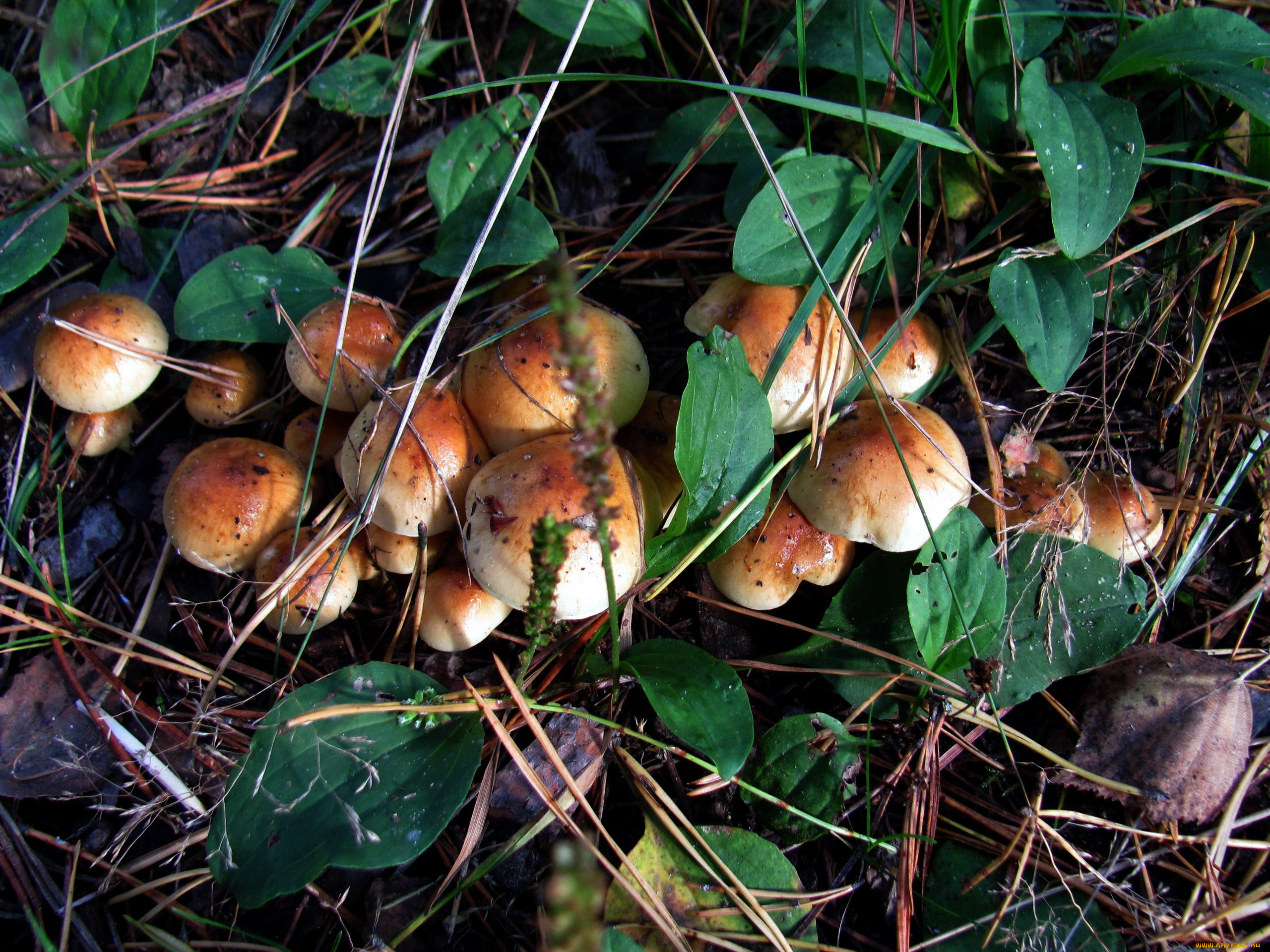 природа, грибы, грибная, семейка