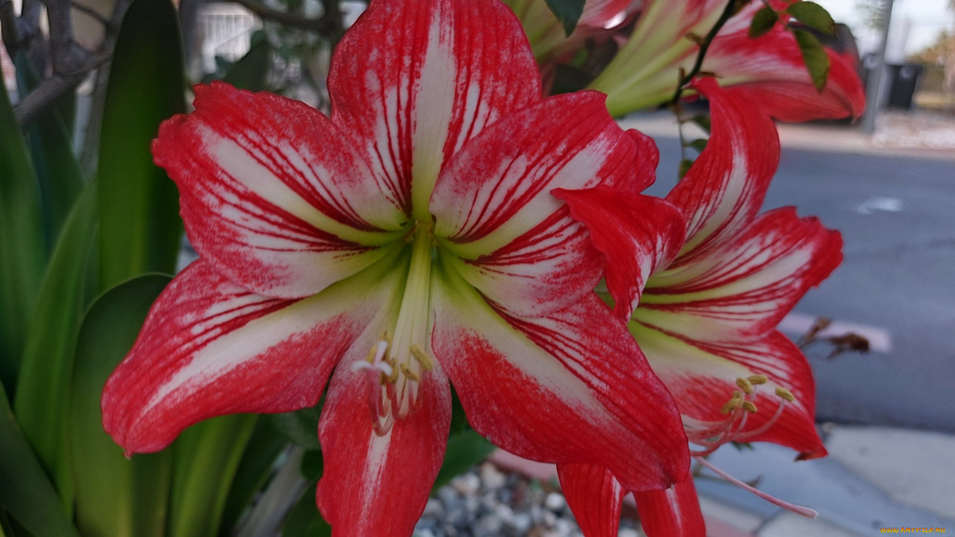 цветы, амариллисы, , гиппеаструмы, амариллис, макро