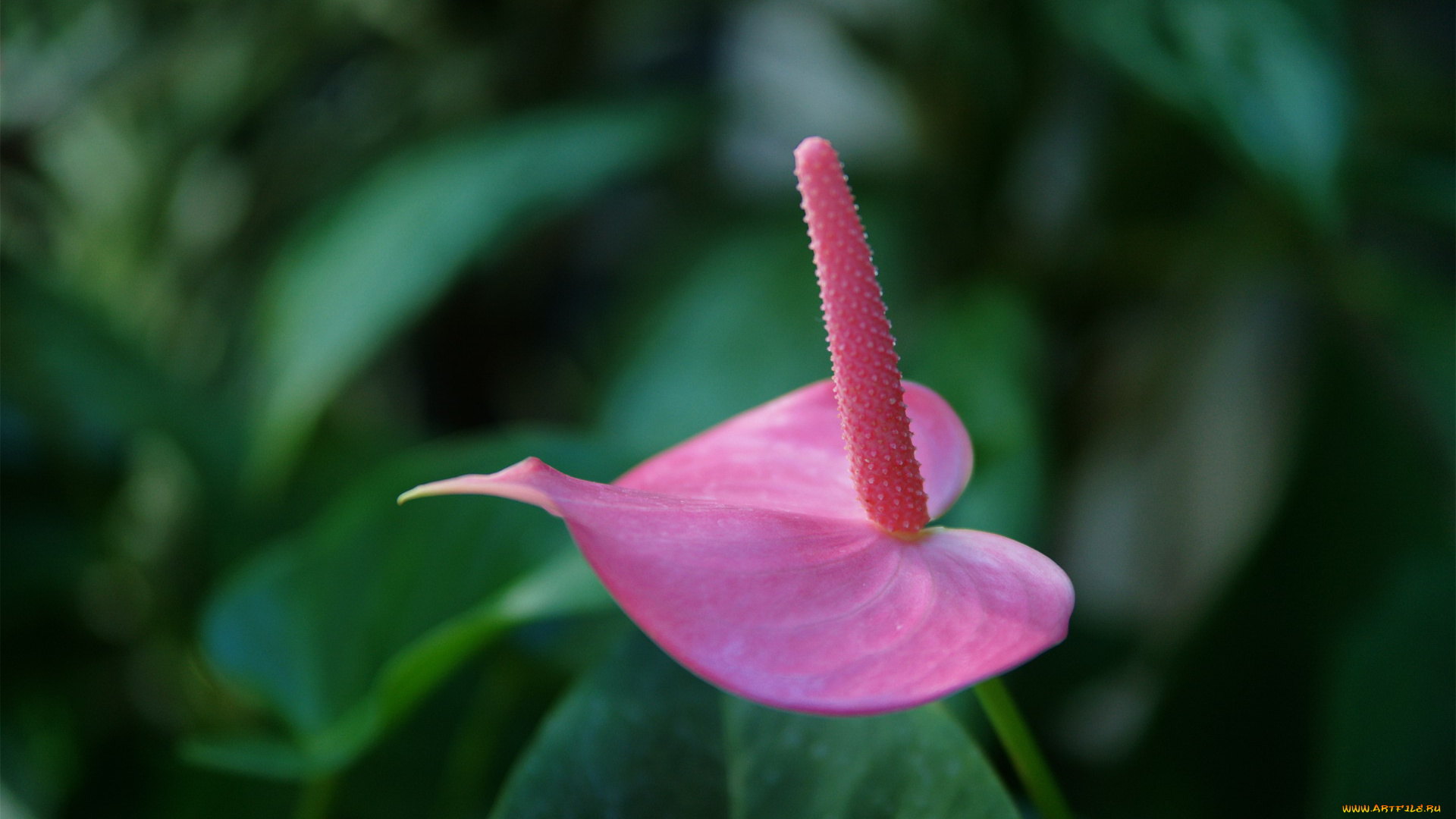 цветы, антуриум, , цветок, фламинго, розовый, антуриум, макро