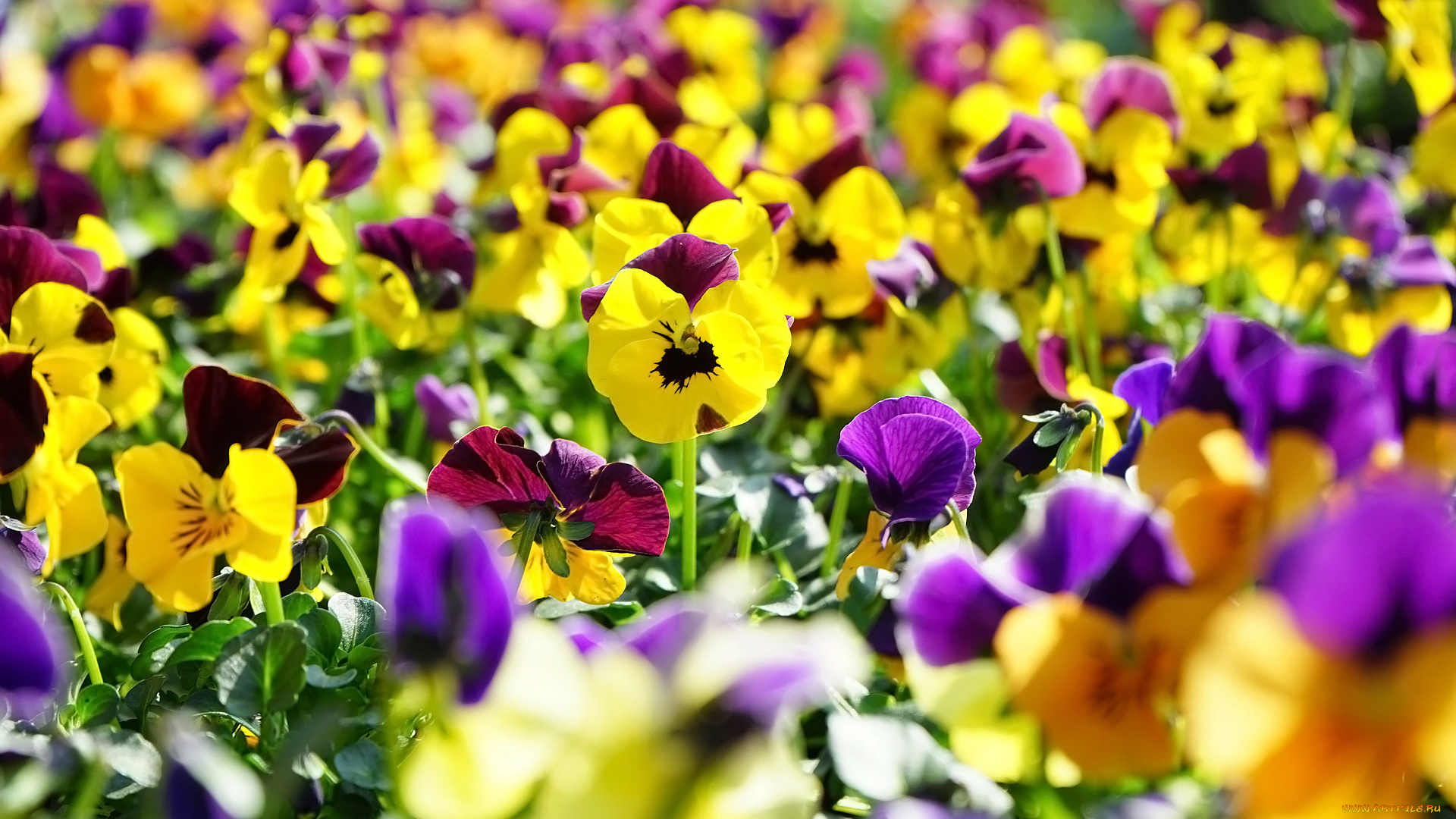 цветы, анютины, глазки, , садовые, фиалки, клумба, анютины, глазки, разноцветные