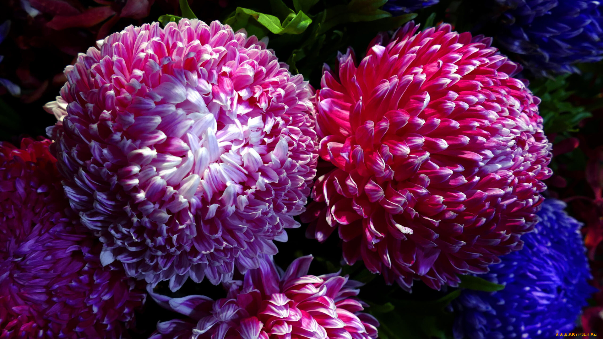 цветы, хризантемы, макро