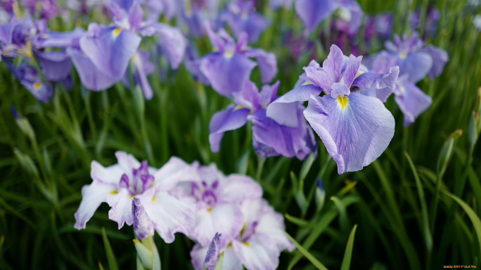 цветы, ирисы