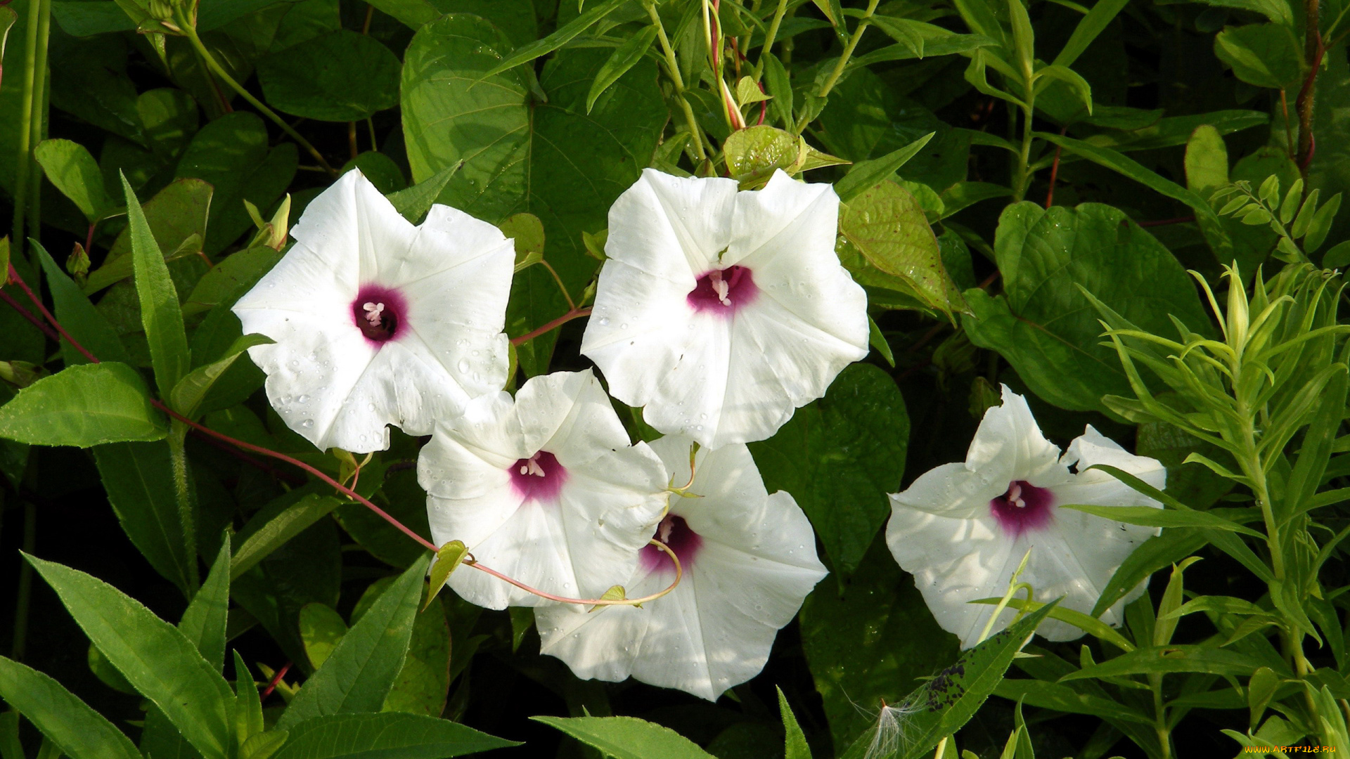 цветы, вьюнки, , ипомеи, трава, белые