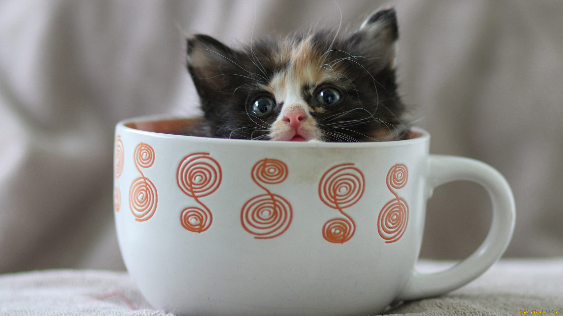 котёнок, животные, коты, комочек, шерсти, няшное, существо, да, и, лучший, друг, человека, мур, мяу