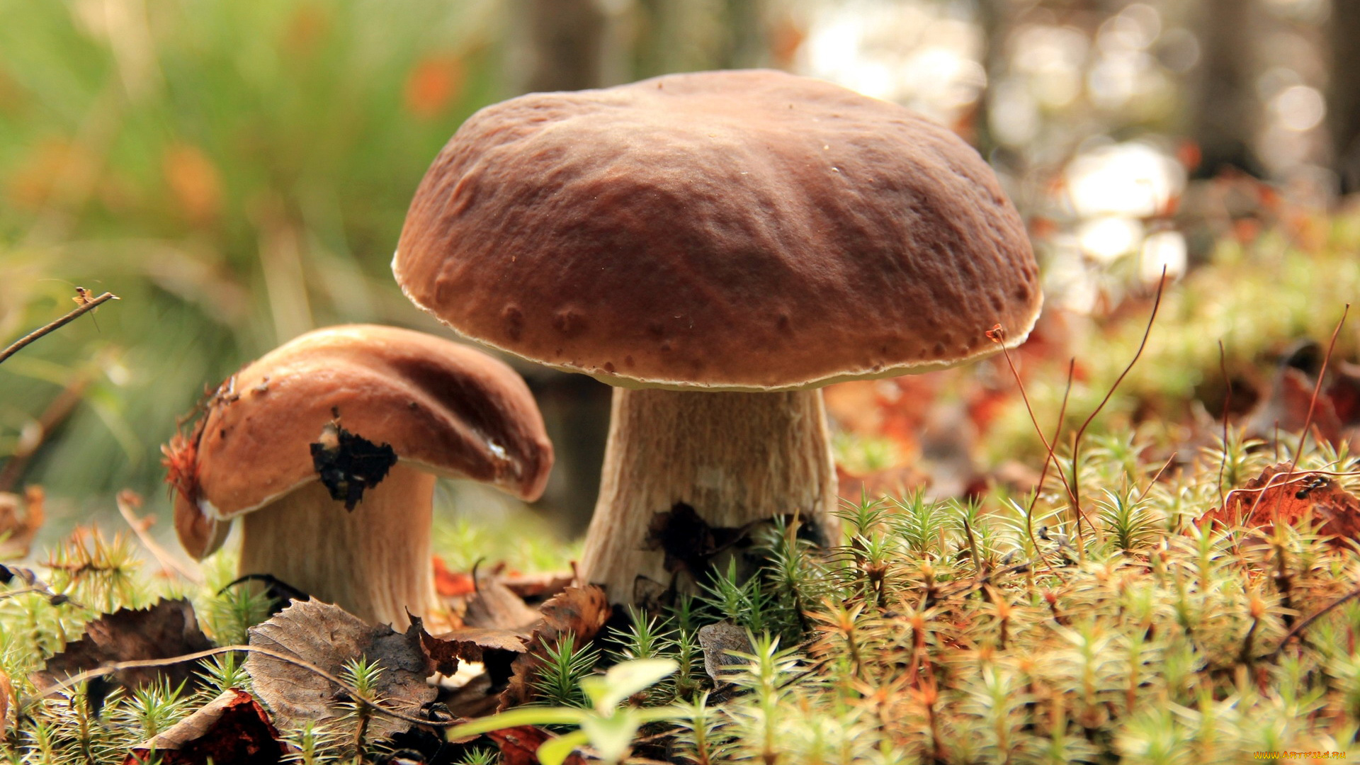 природа, грибы, боровики