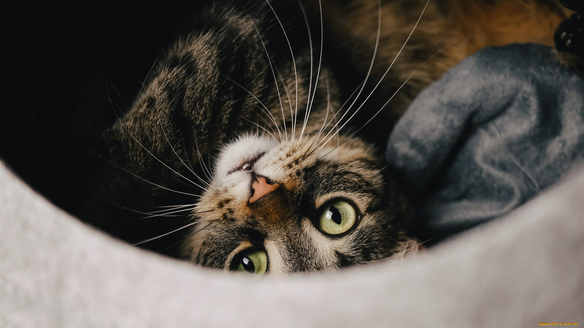 животные, коты, кот, кошка