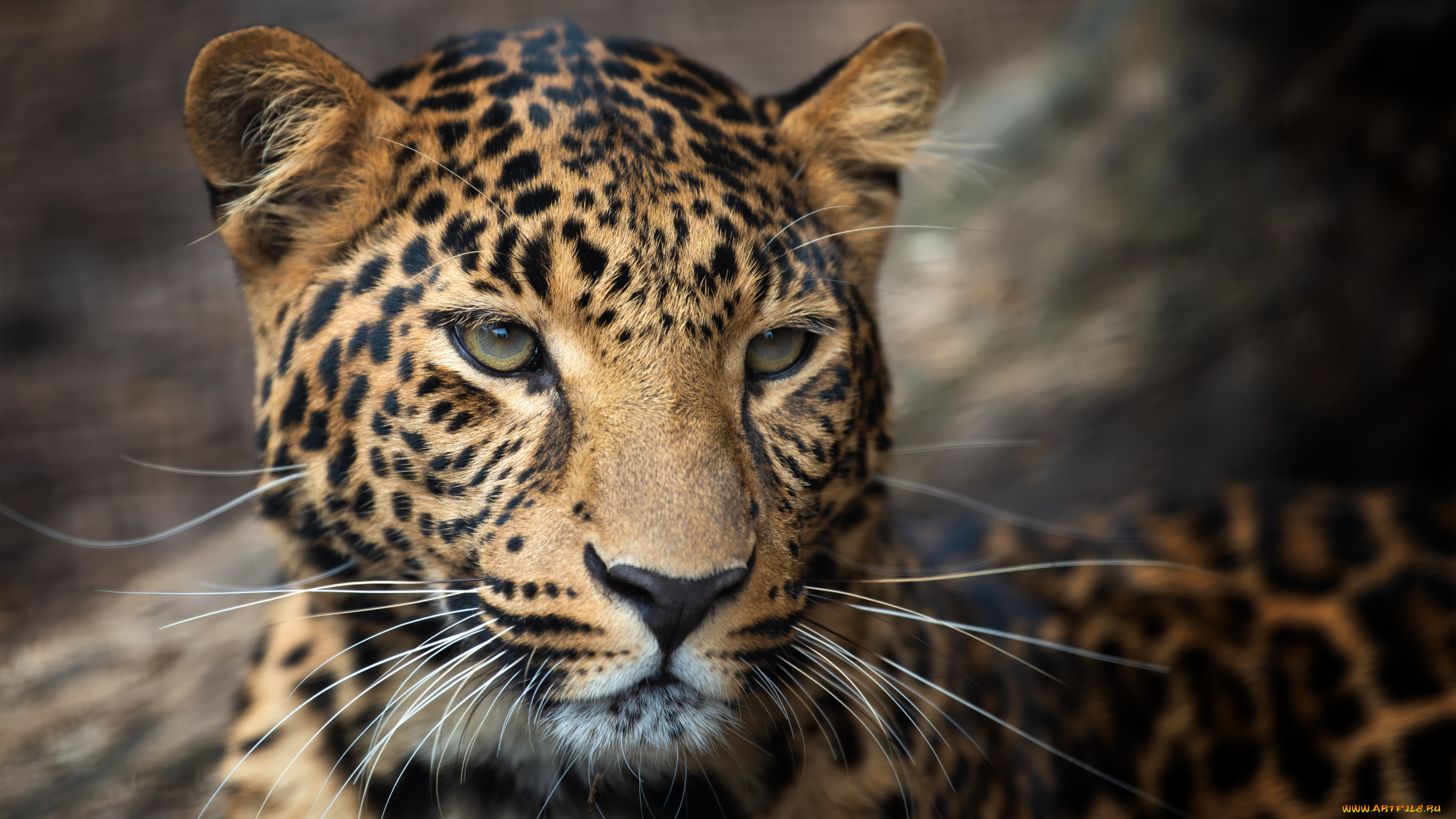 животные, леопарды, леопард