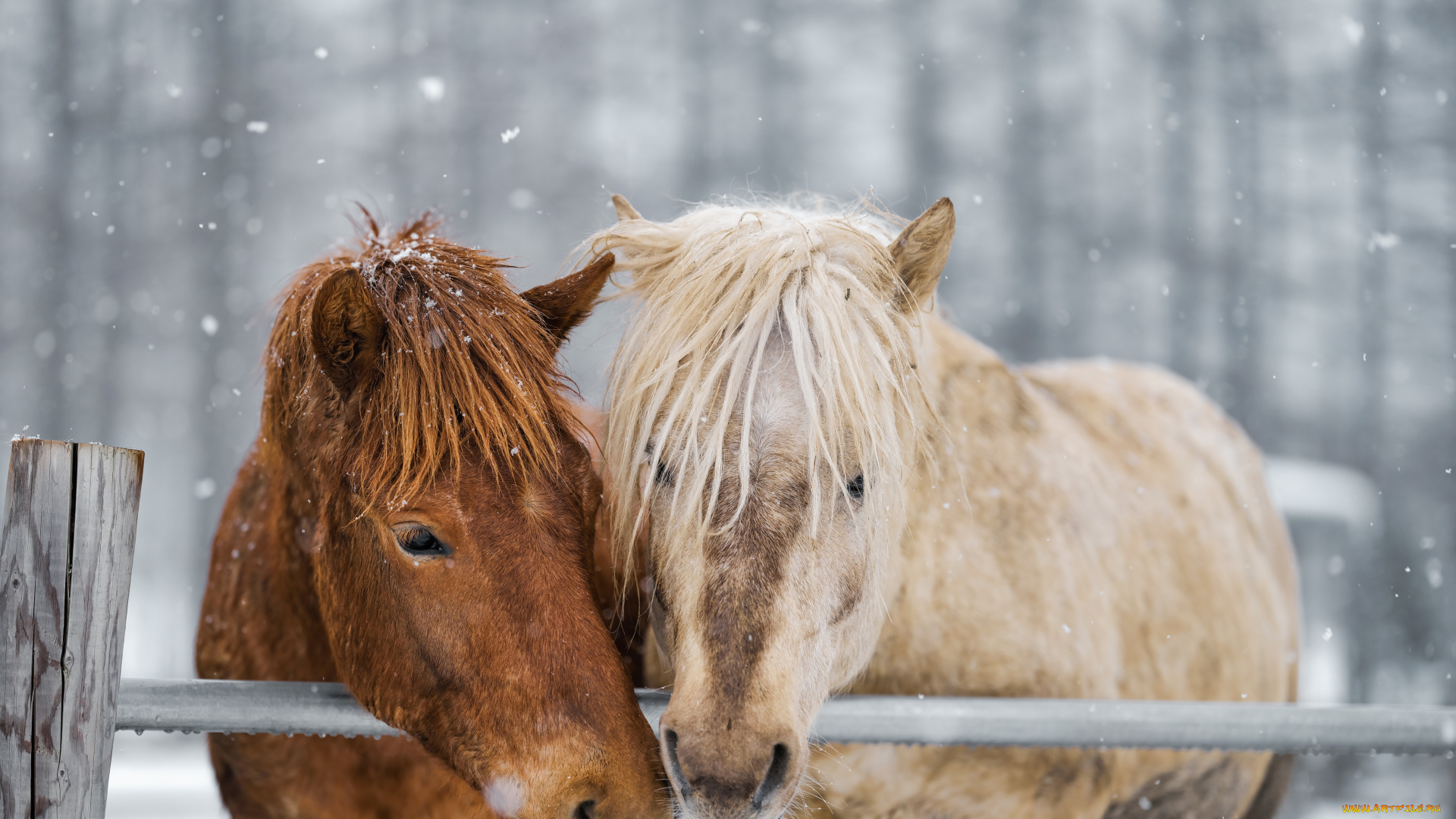 животные, лошади, пара