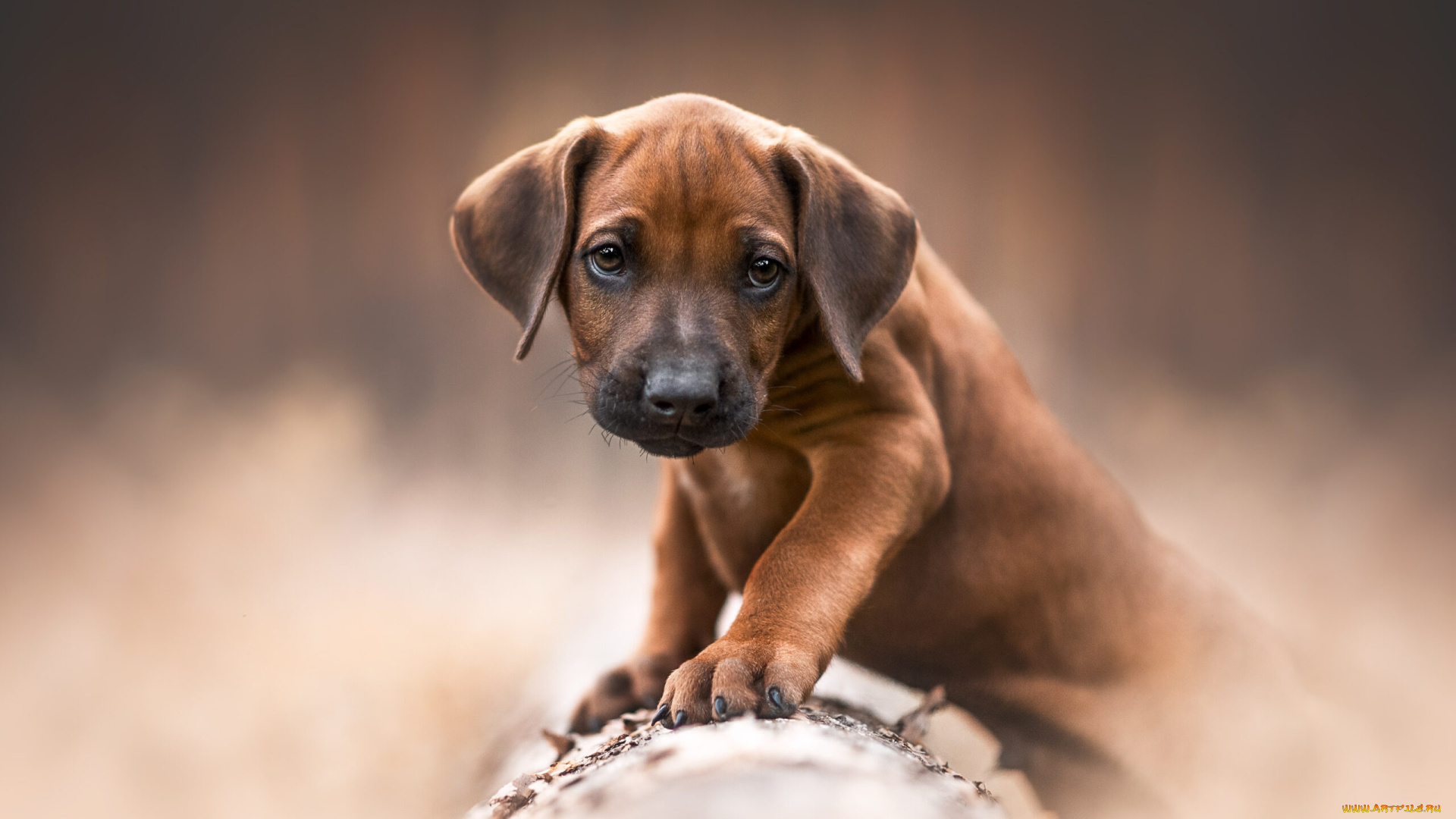 животные, собаки, собака