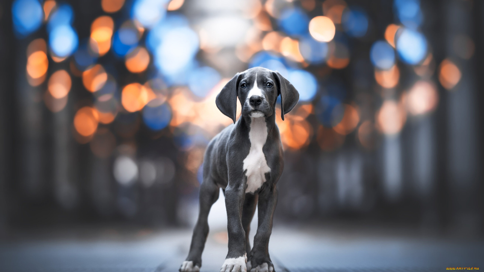 животные, собаки, собака