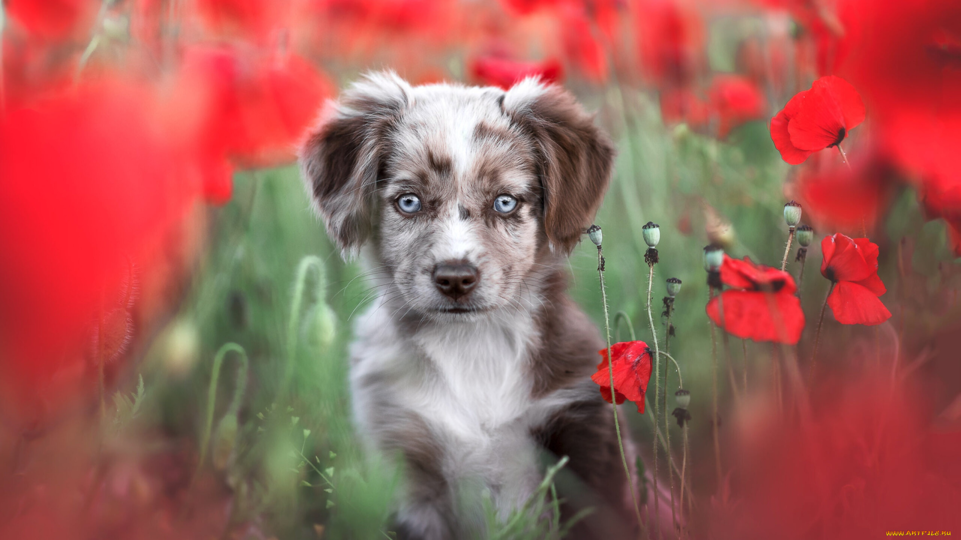 животные, собаки, собака