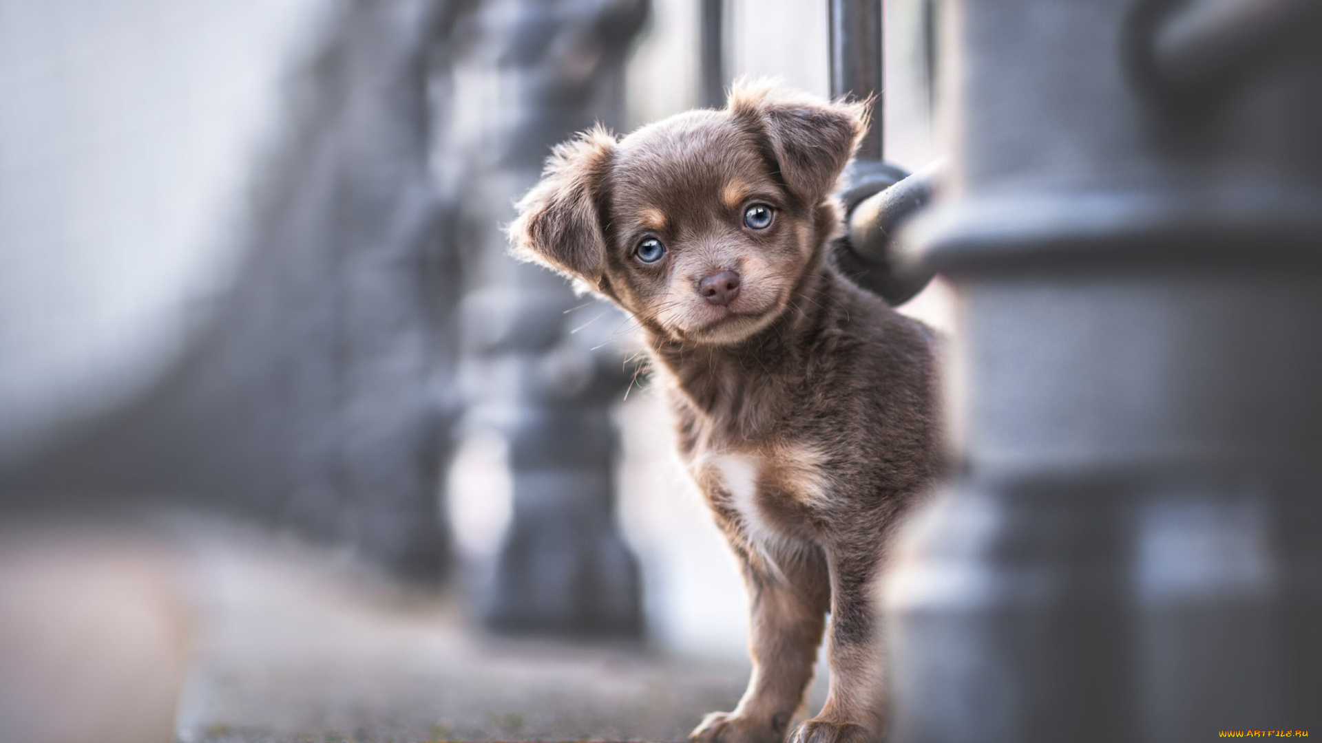 животные, собаки, собака