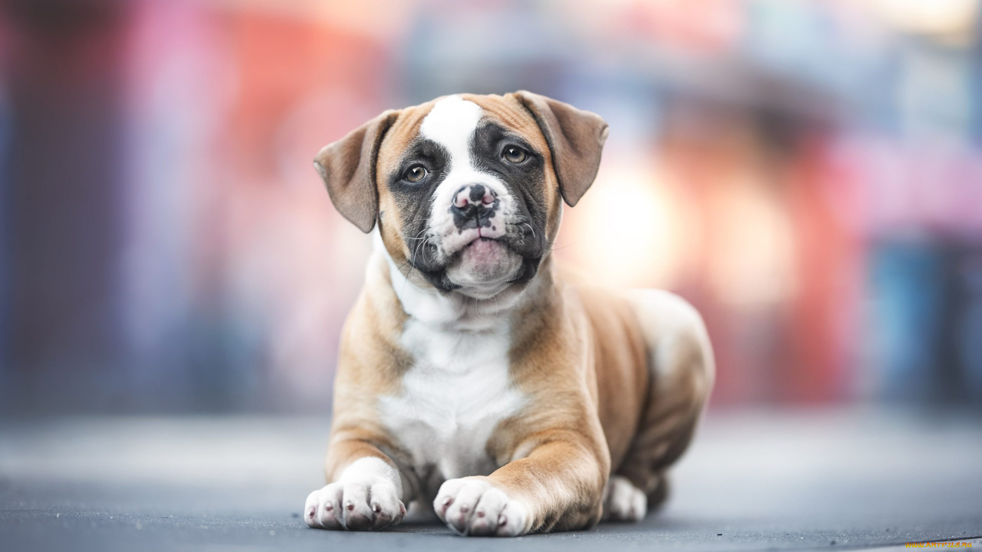 животные, собаки, собака