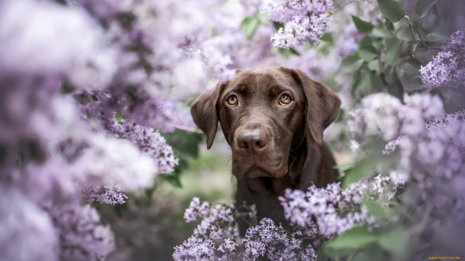 животные, собаки, собака