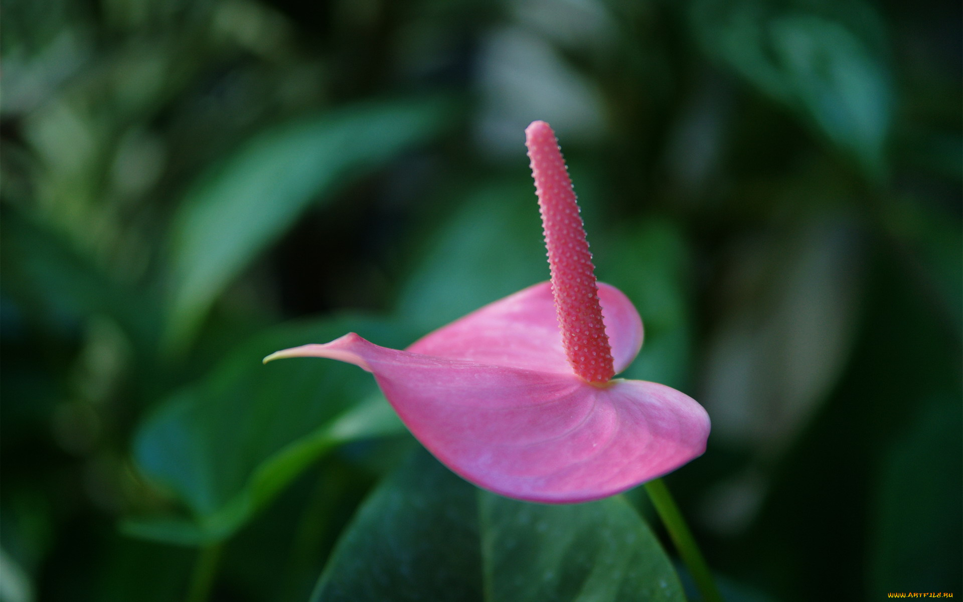 цветы, антуриум, , цветок, фламинго, розовый, антуриум, макро