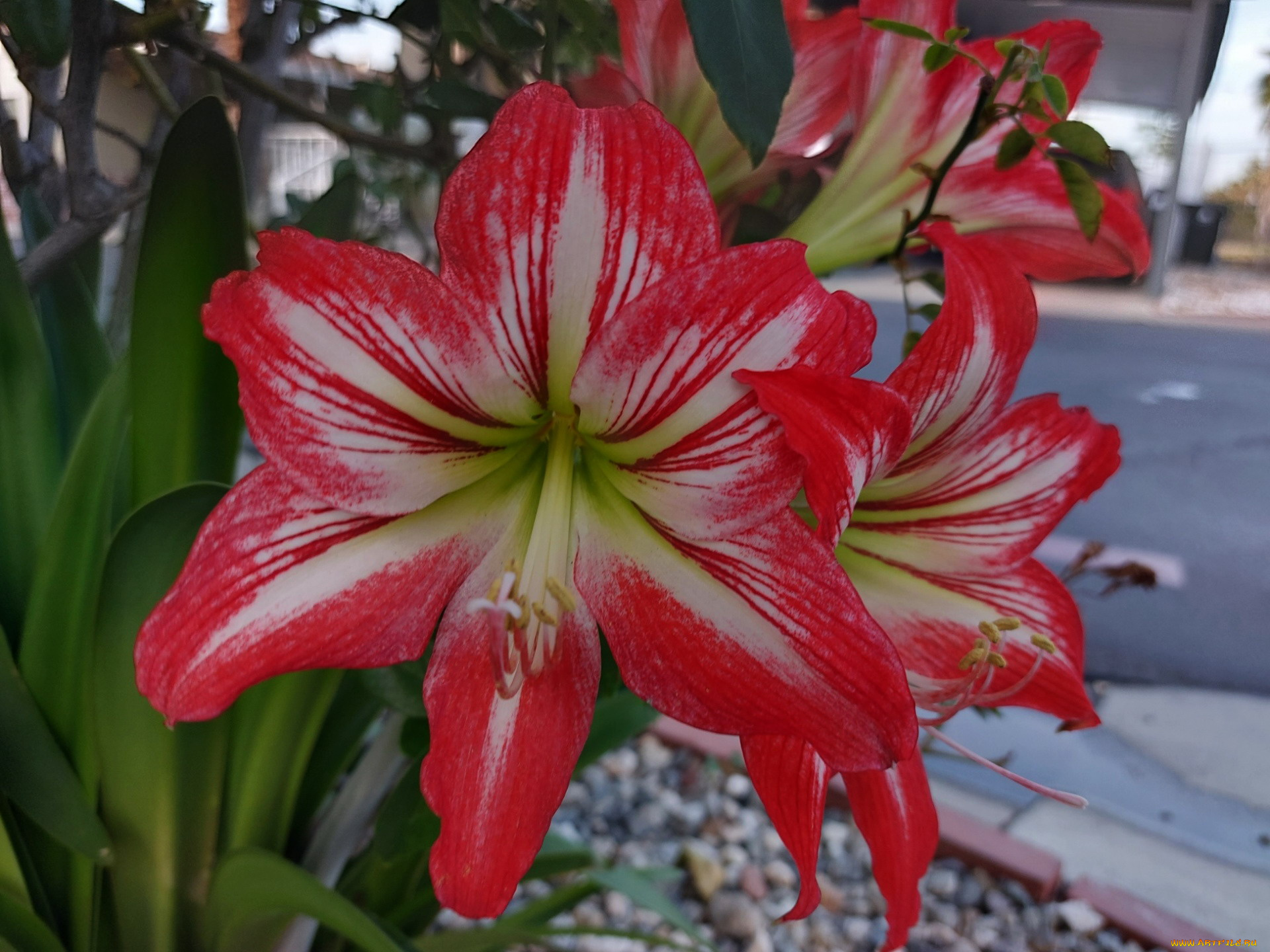 цветы, амариллисы, , гиппеаструмы, амариллис, макро