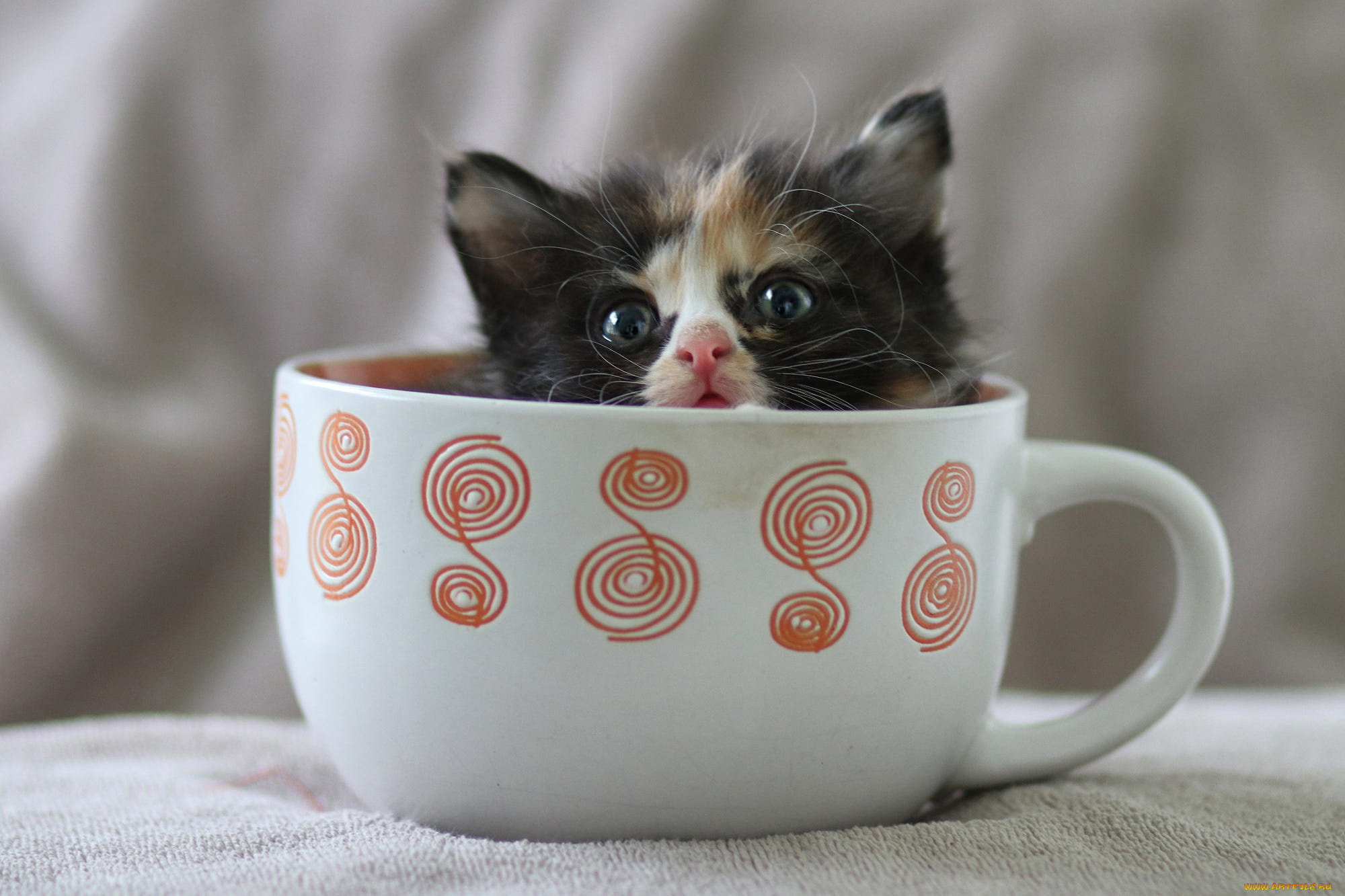 котёнок, животные, коты, комочек, шерсти, няшное, существо, да, и, лучший, друг, человека, мур, мяу