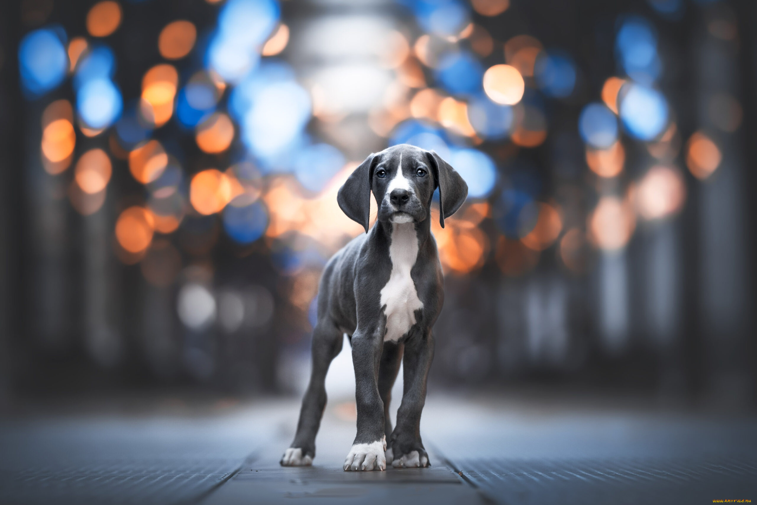 животные, собаки, собака