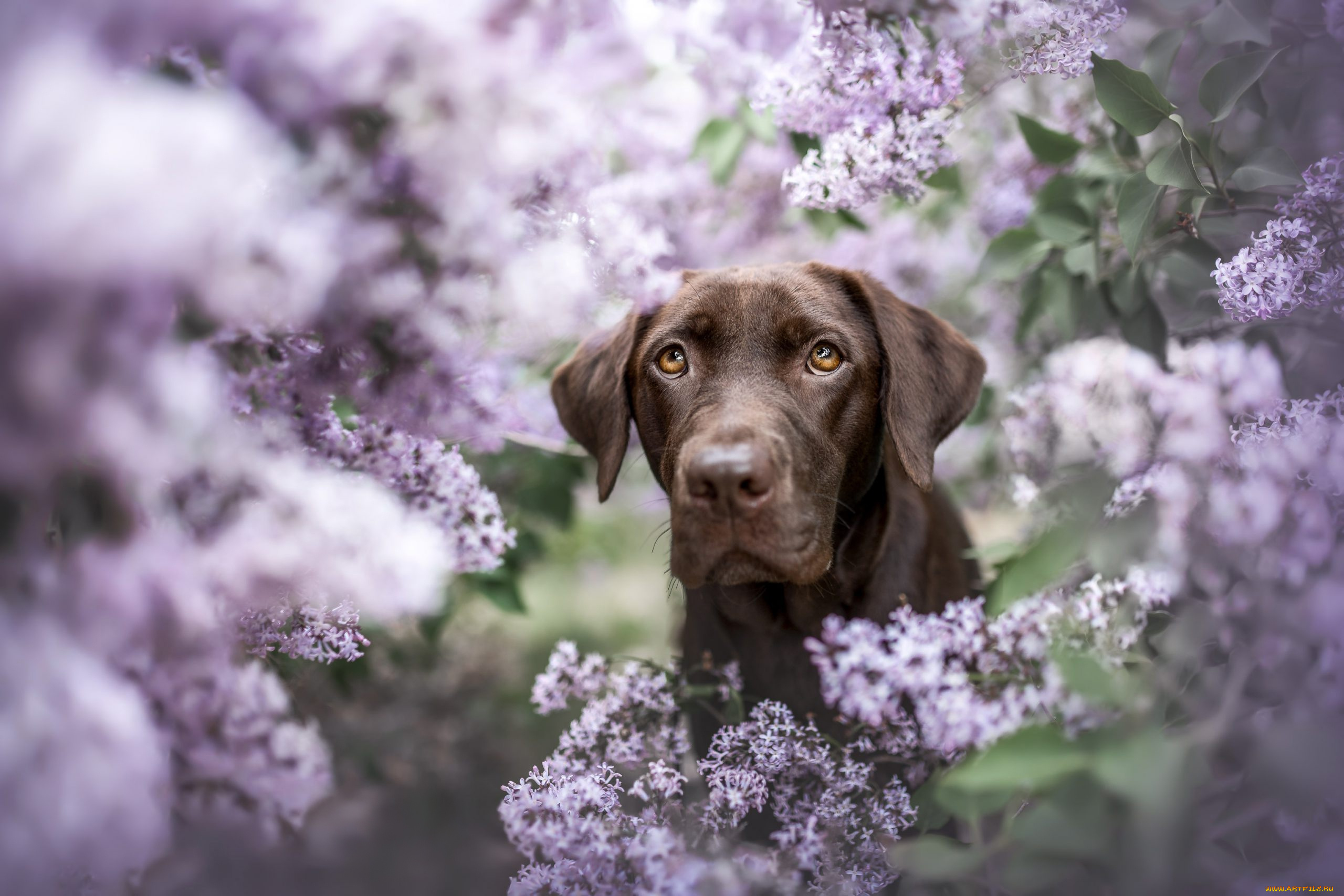животные, собаки, собака