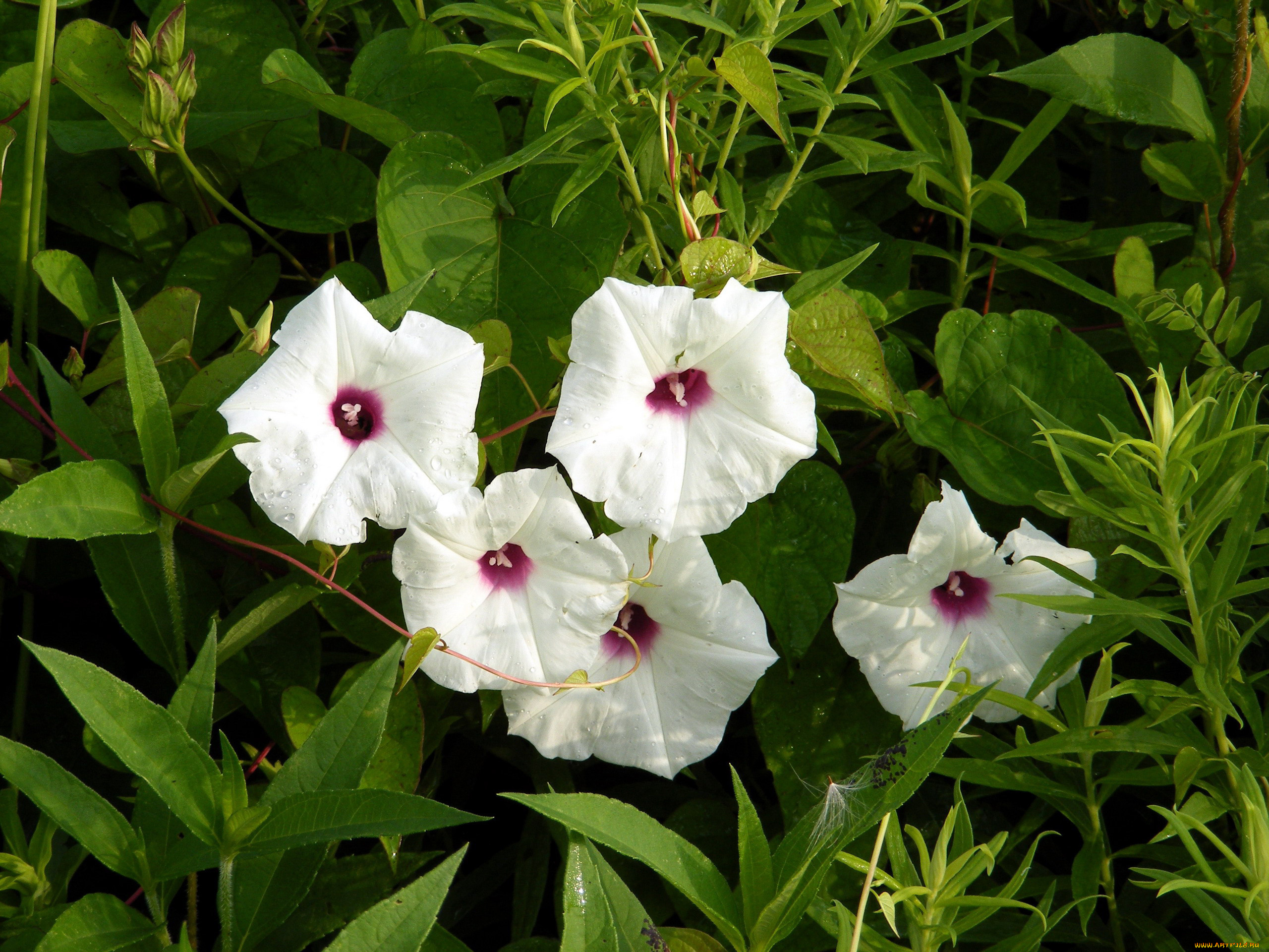 цветы, вьюнки, , ипомеи, трава, белые