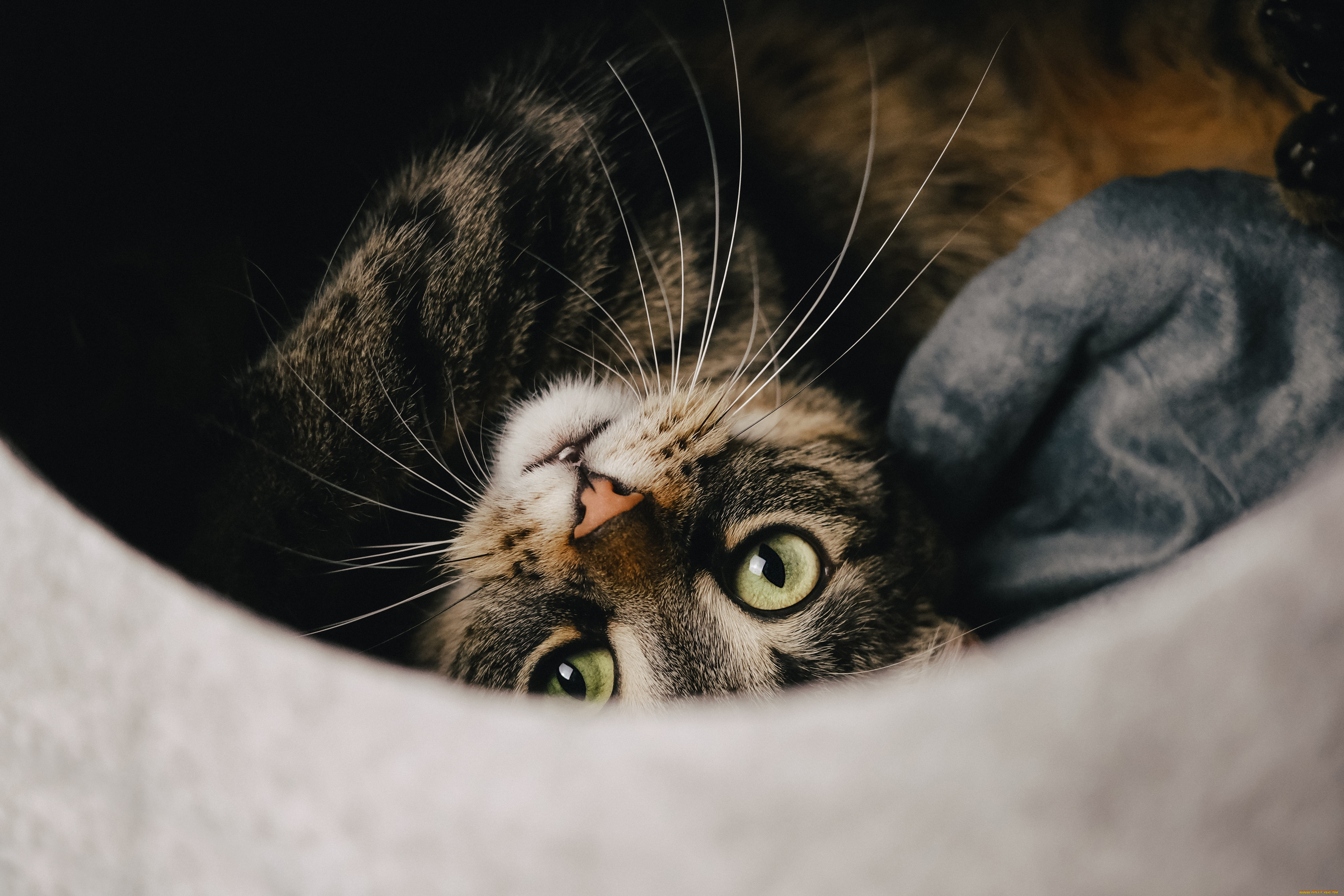 животные, коты, кот, кошка