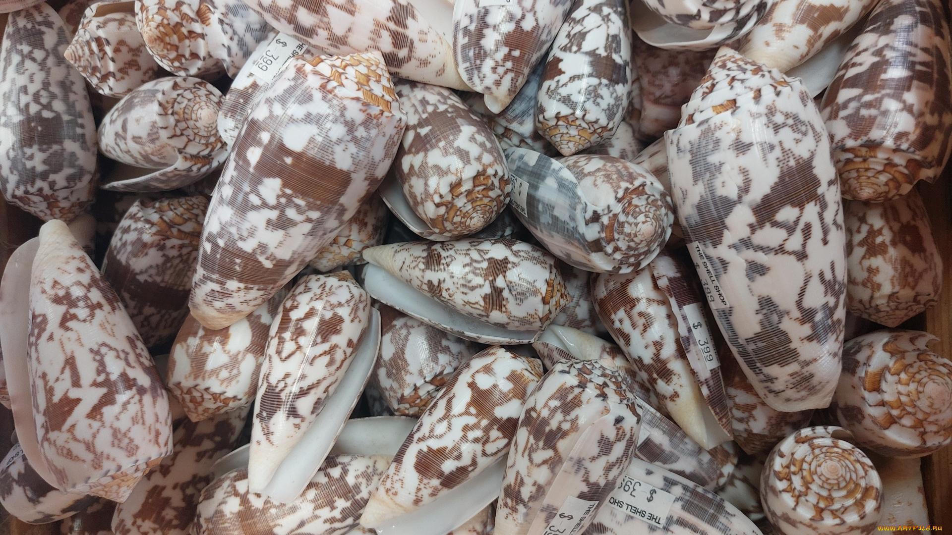 olive, gibbosa, seashells, разное, ракушки, , кораллы, , декоративные, и, spa-камни, olive, gibbosa, seashells