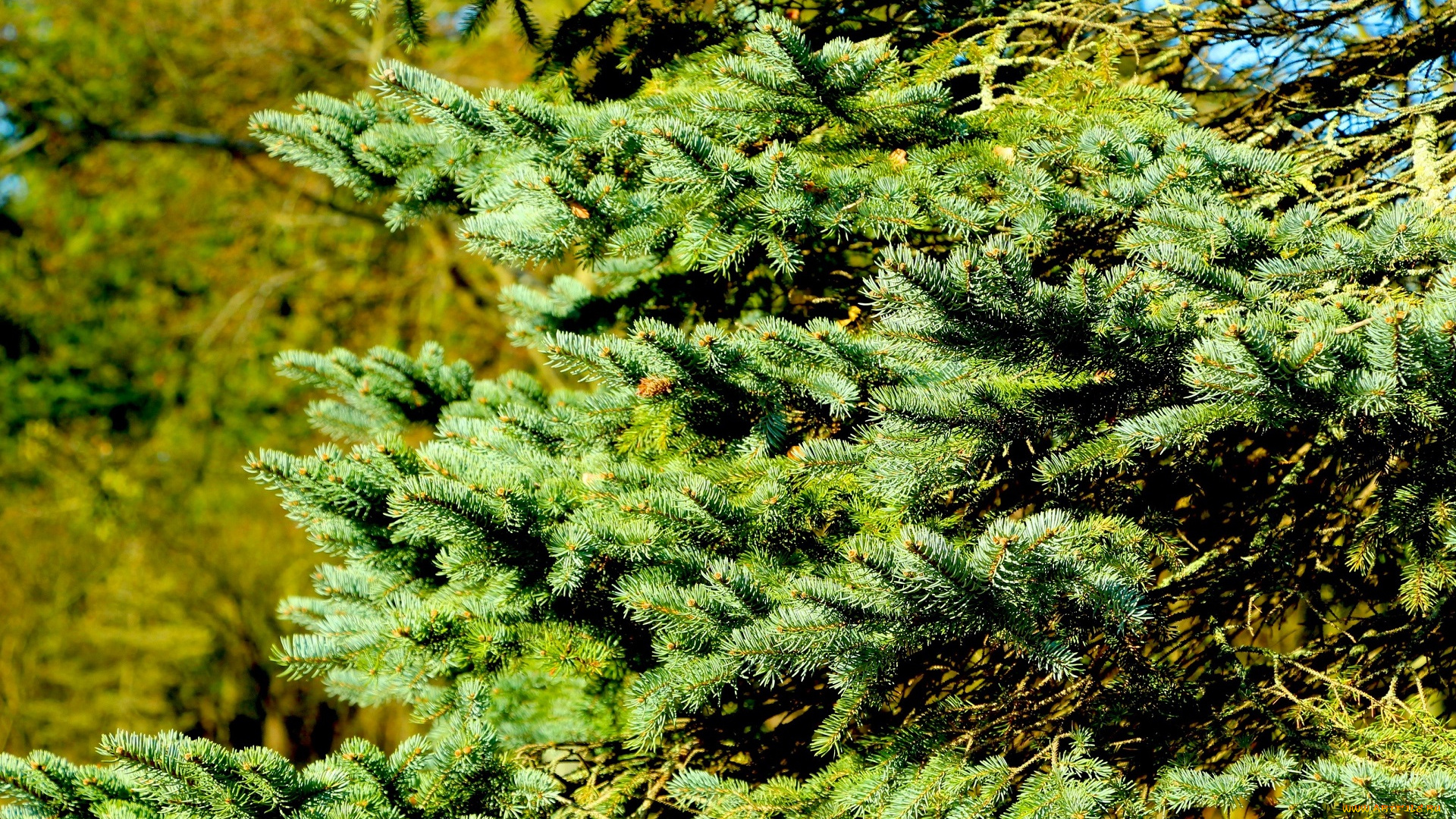 природа, деревья, ветки, осень