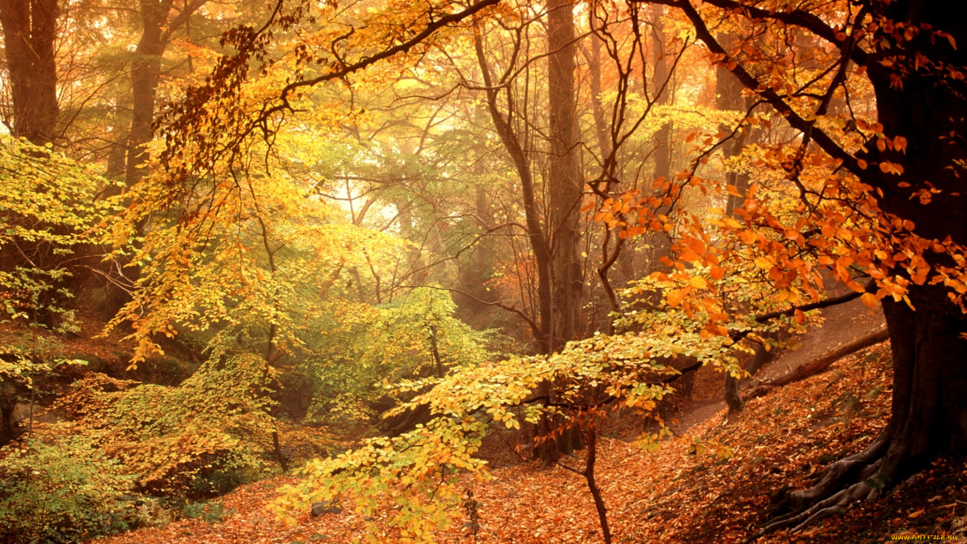 природа, лес, туман, осень, листья