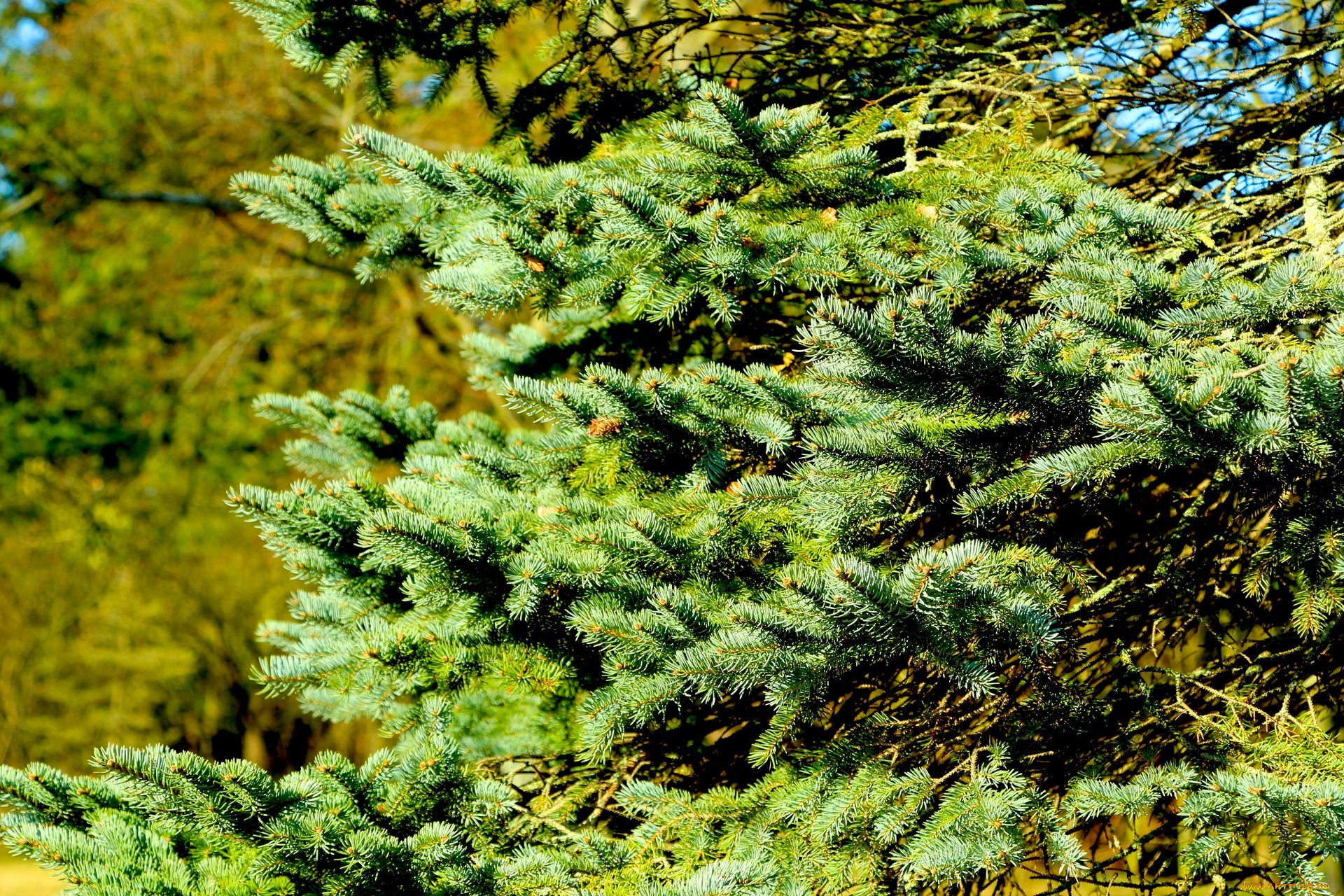 природа, деревья, ветки, осень