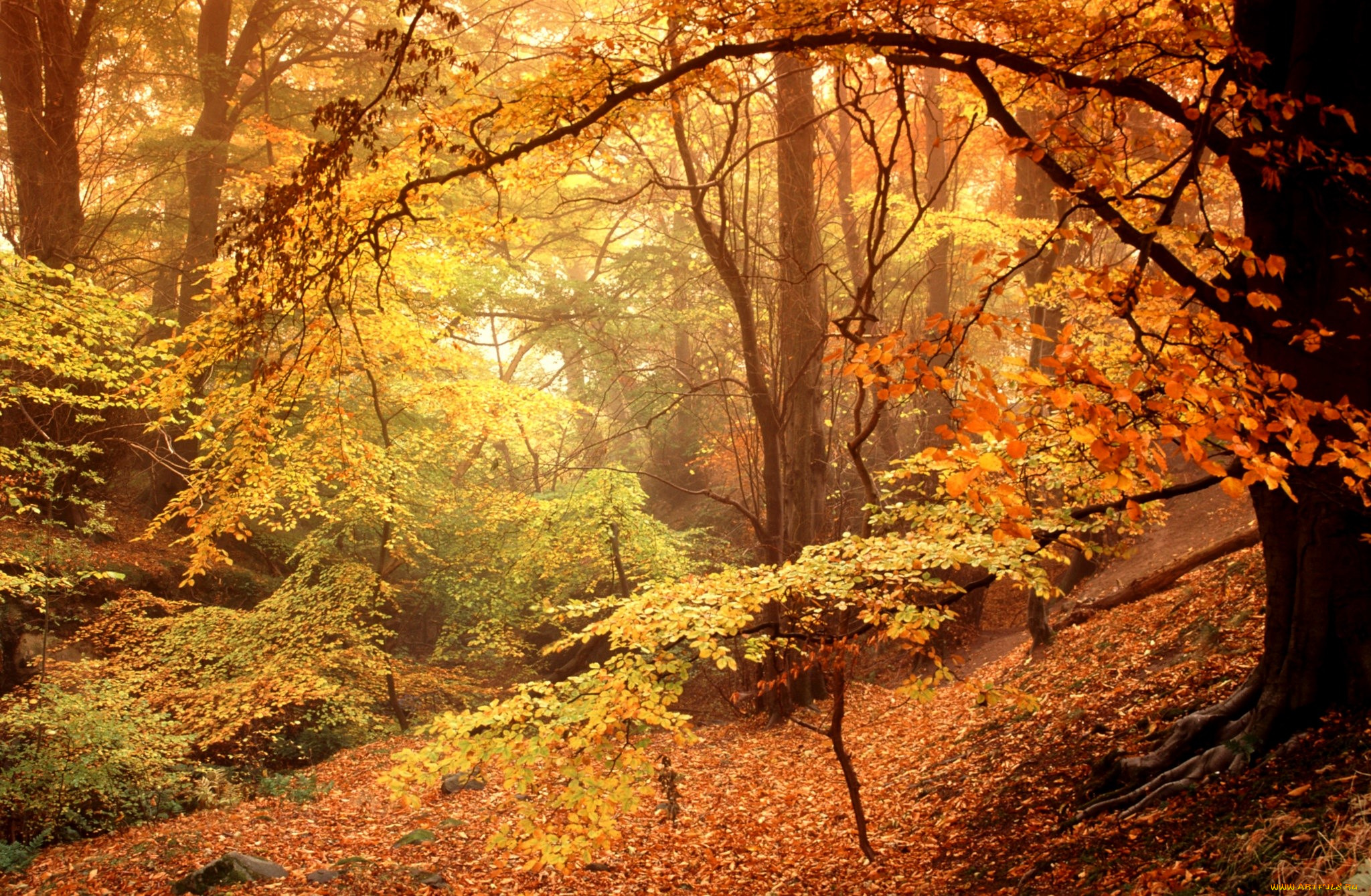 природа, лес, туман, осень, листья